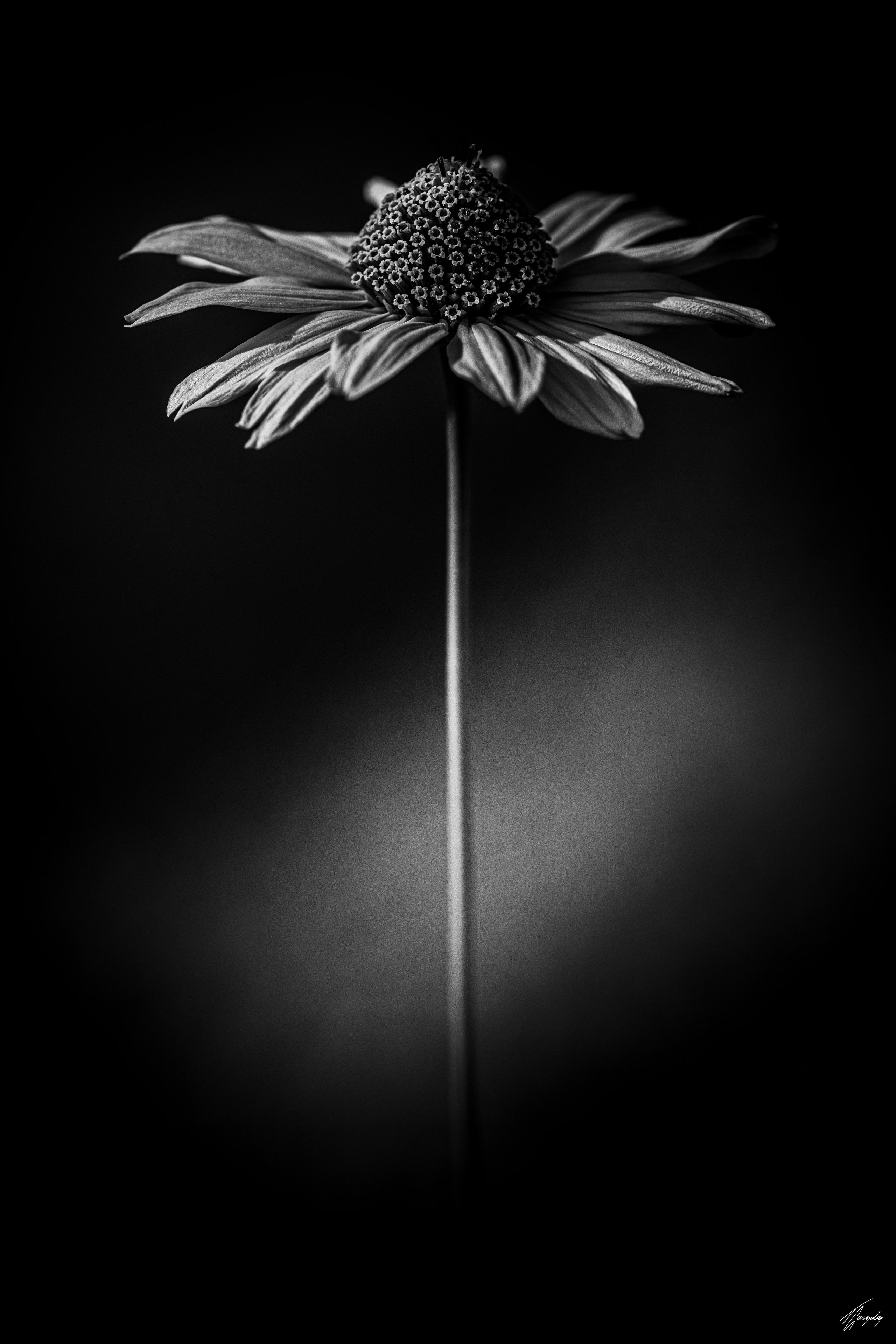 Flora & Darkness No. 15