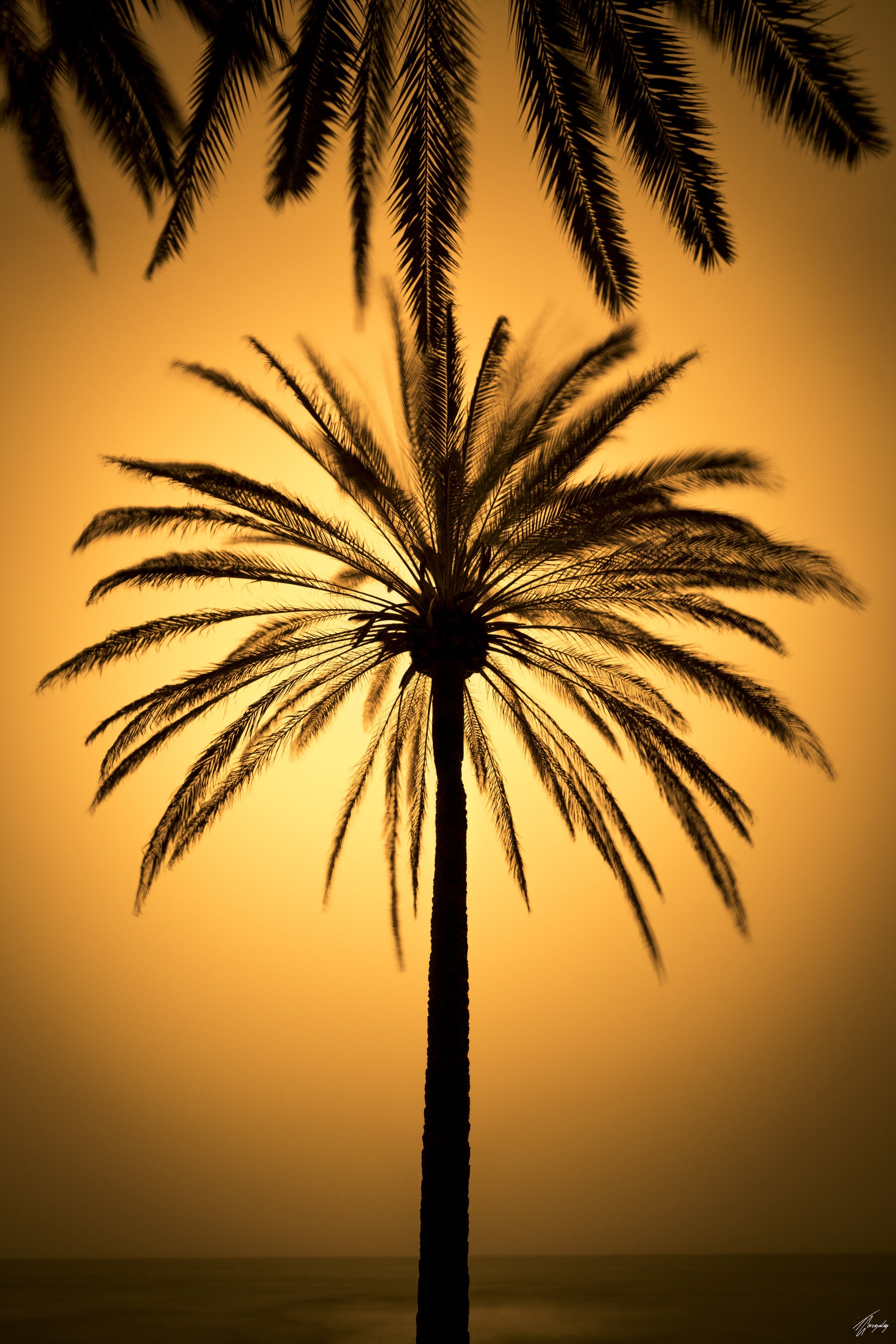 Kalima Palmera
