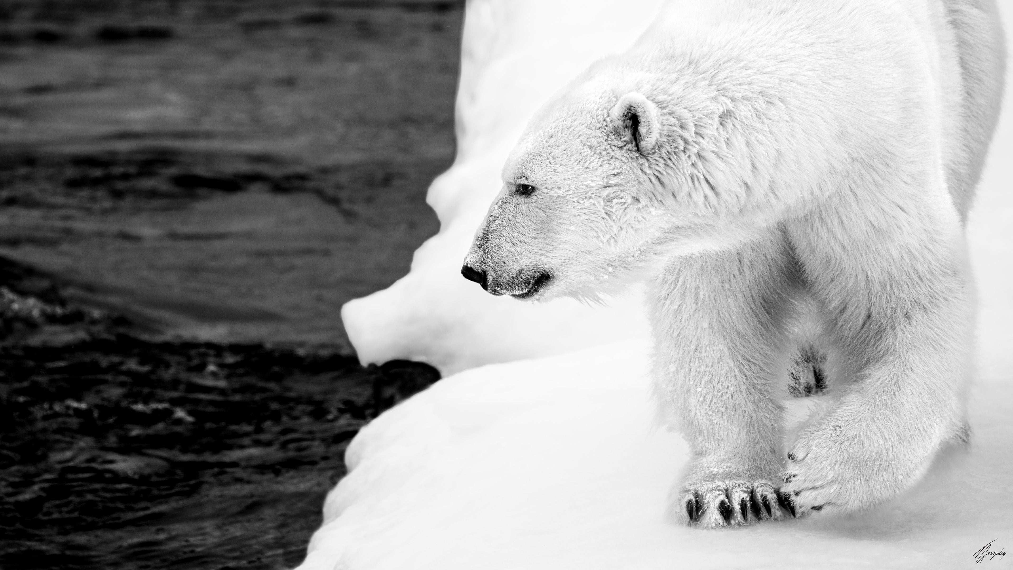 Polar Hunter