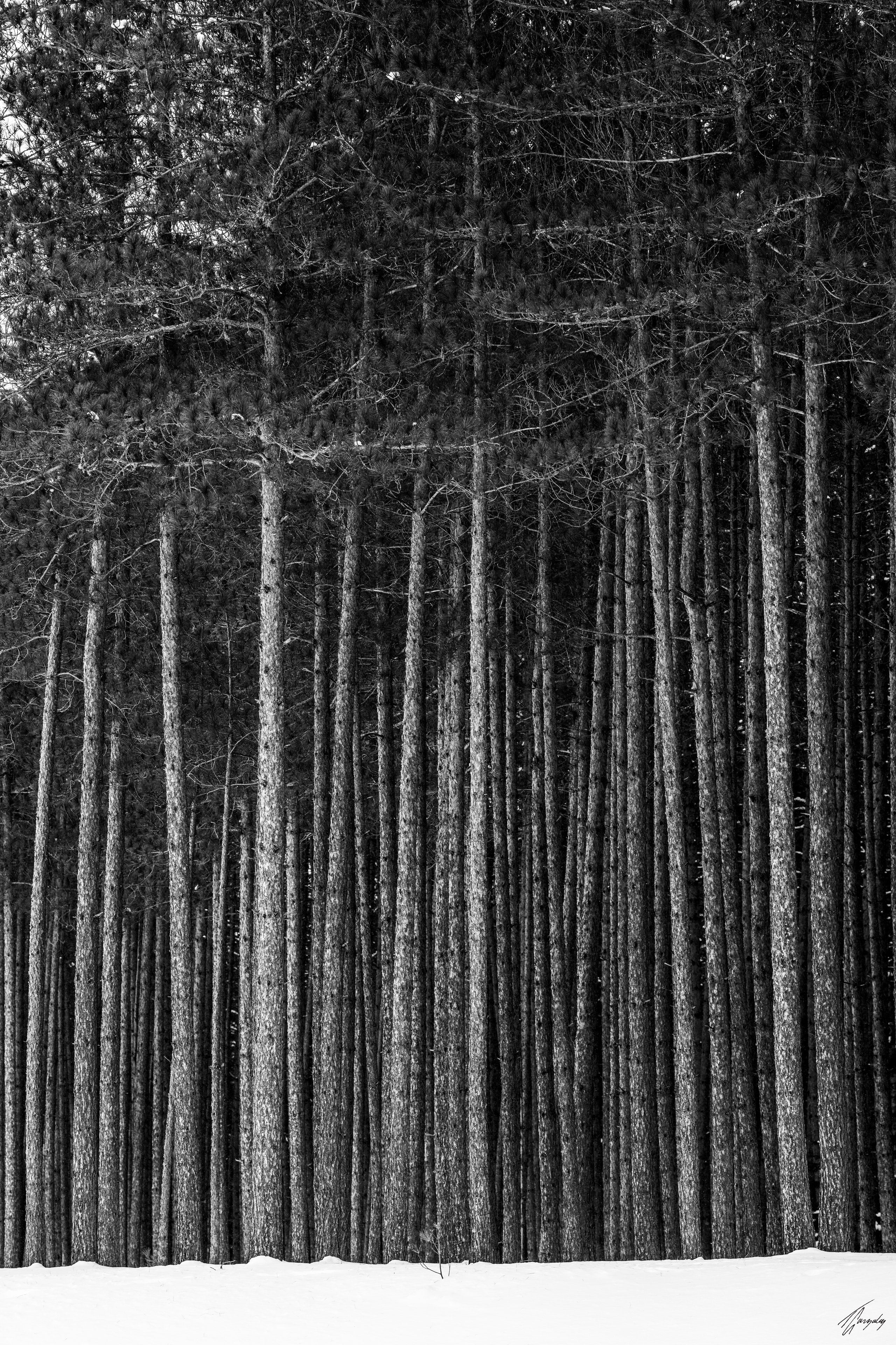 Winter Giants