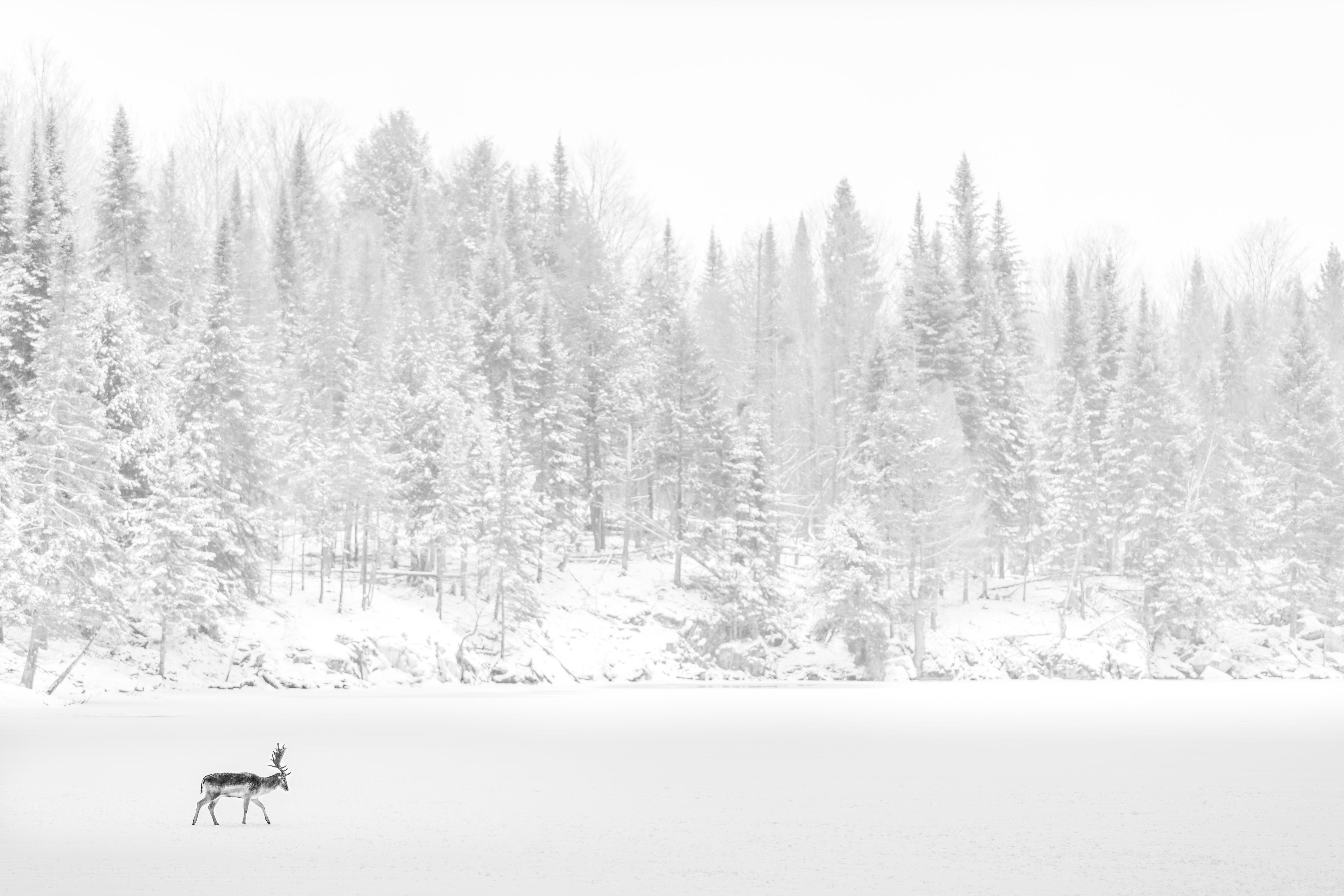 Winter Loneliness