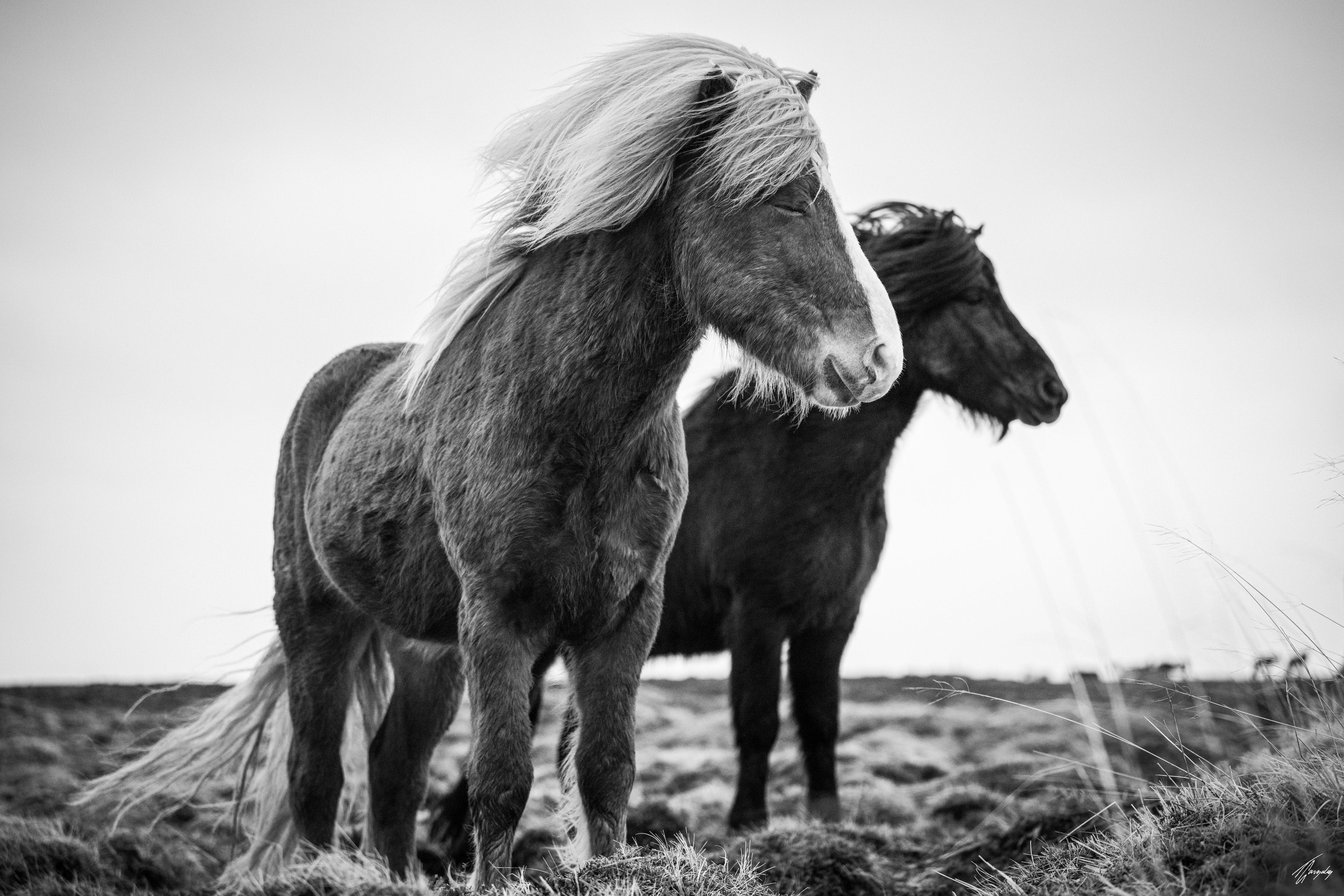 Horse Photography | Equine Framed Canvas | Minimalist Home Decor