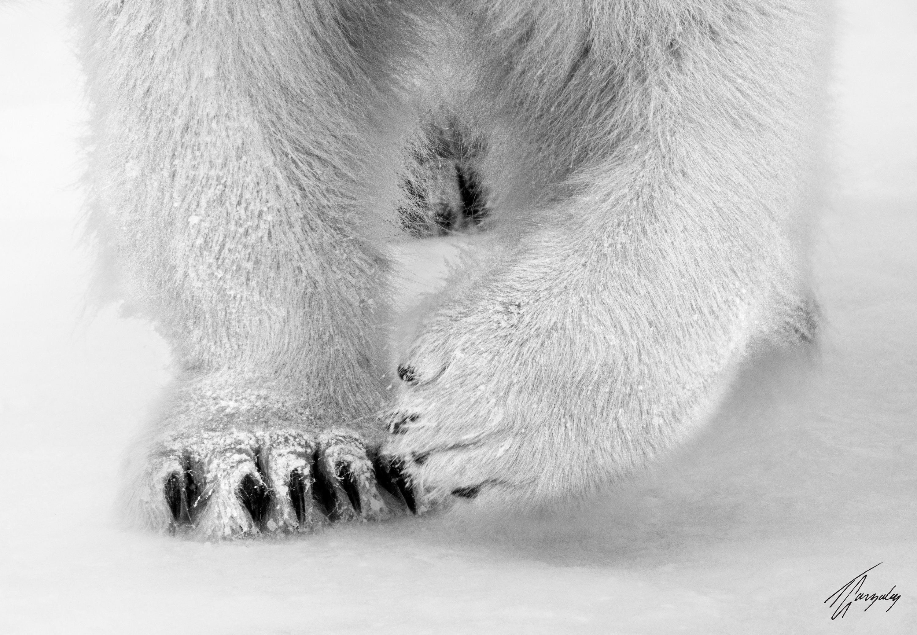 Polar Hunter
