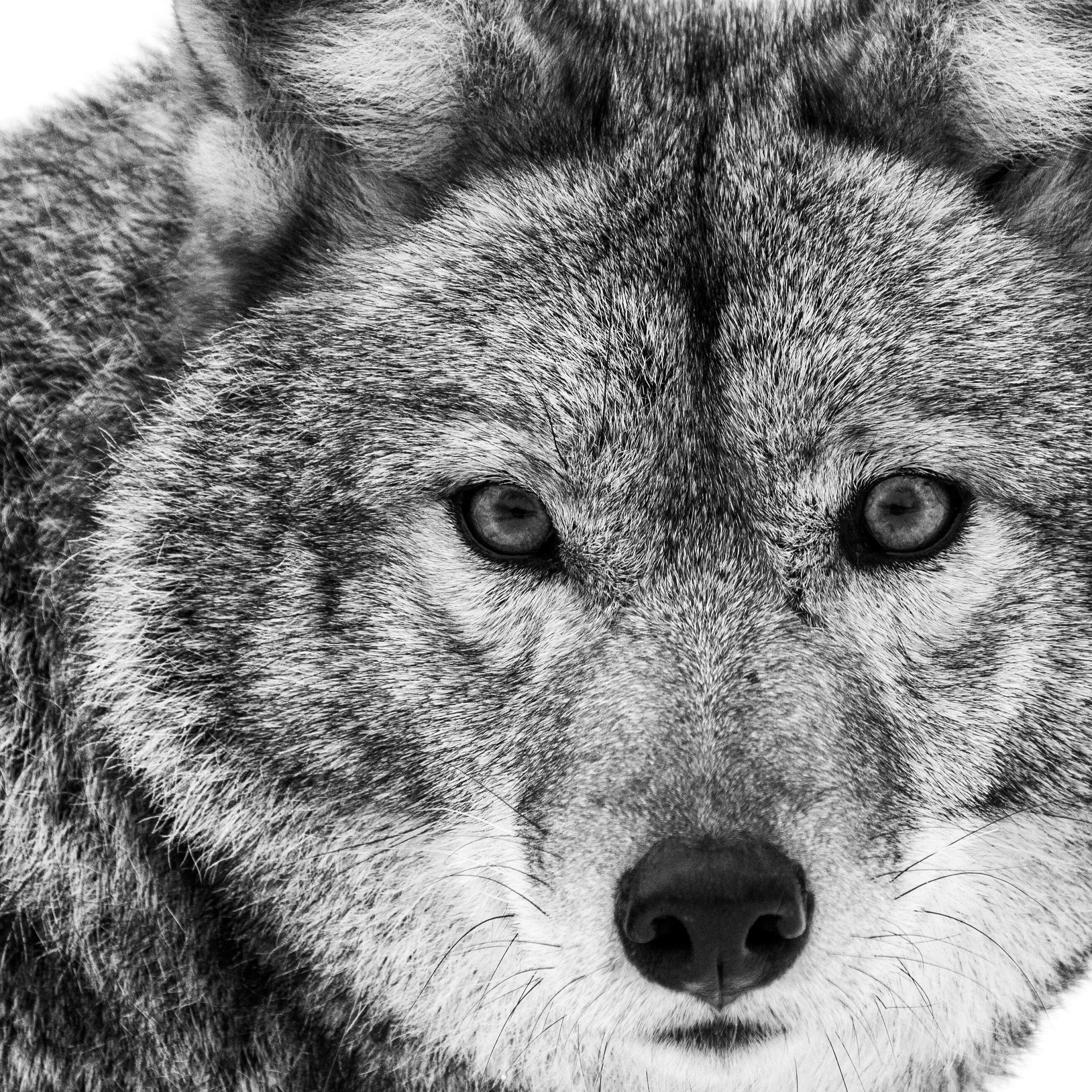 Icy Gaze