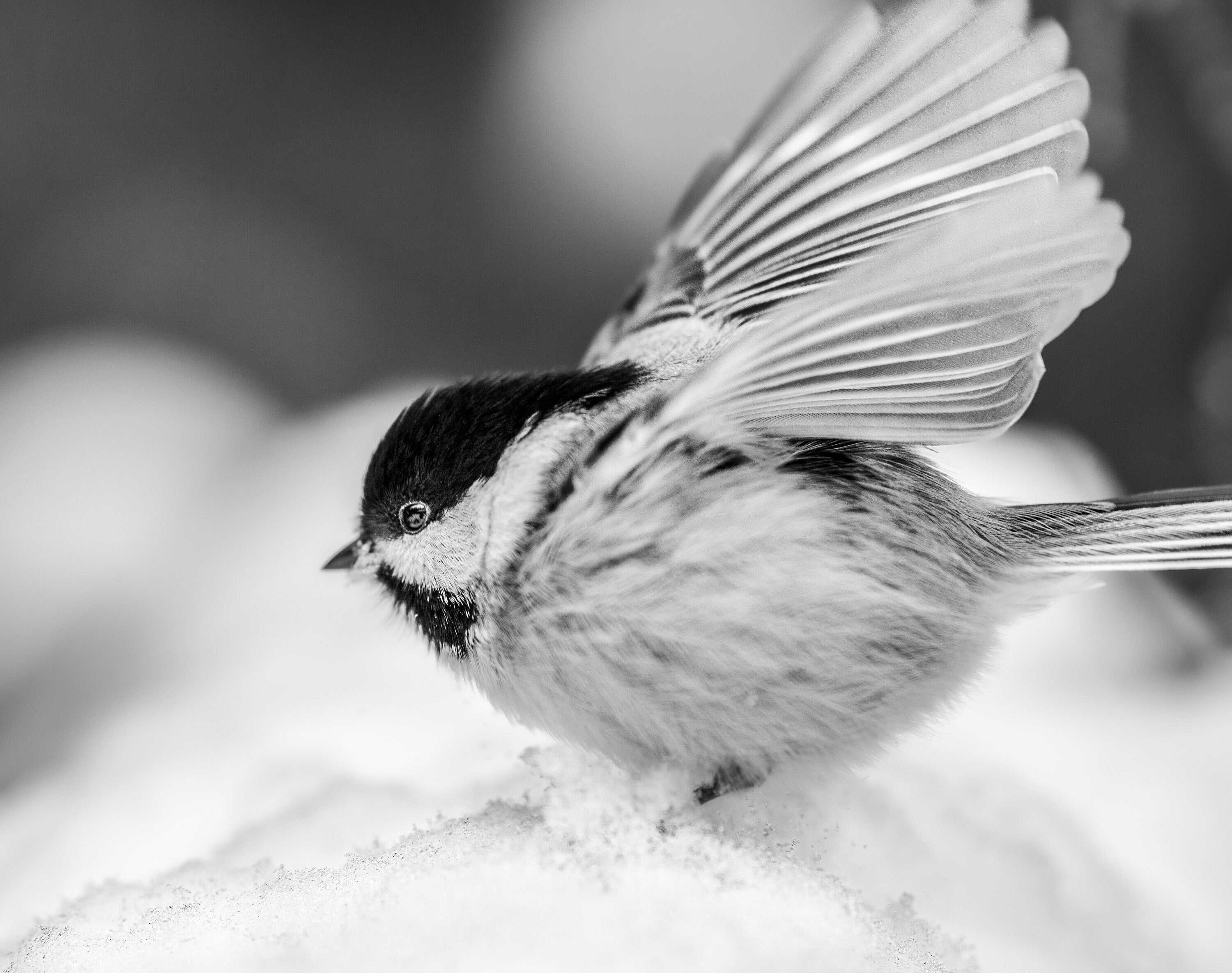 Snow Landing