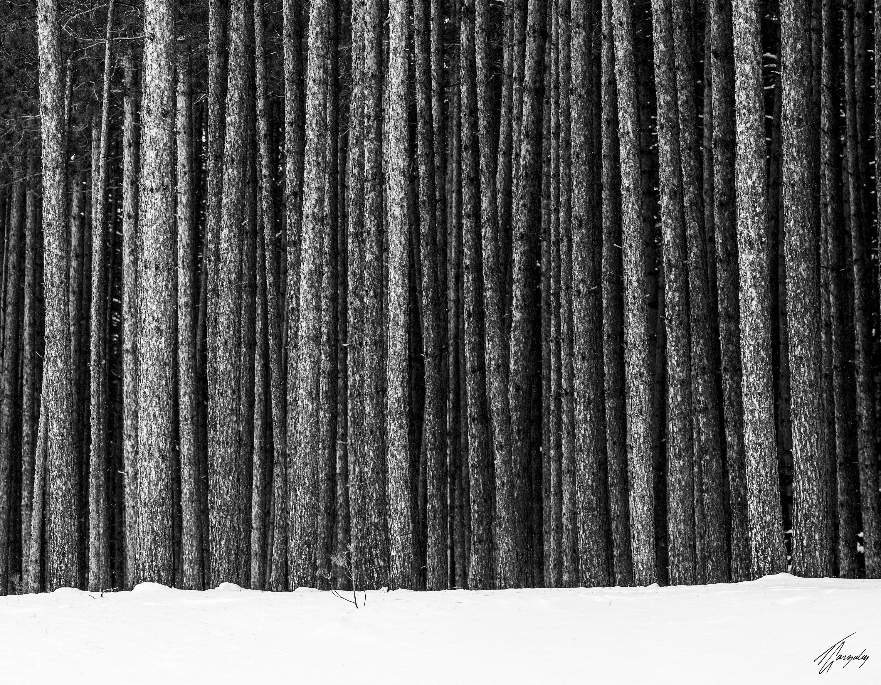 Winter Giants