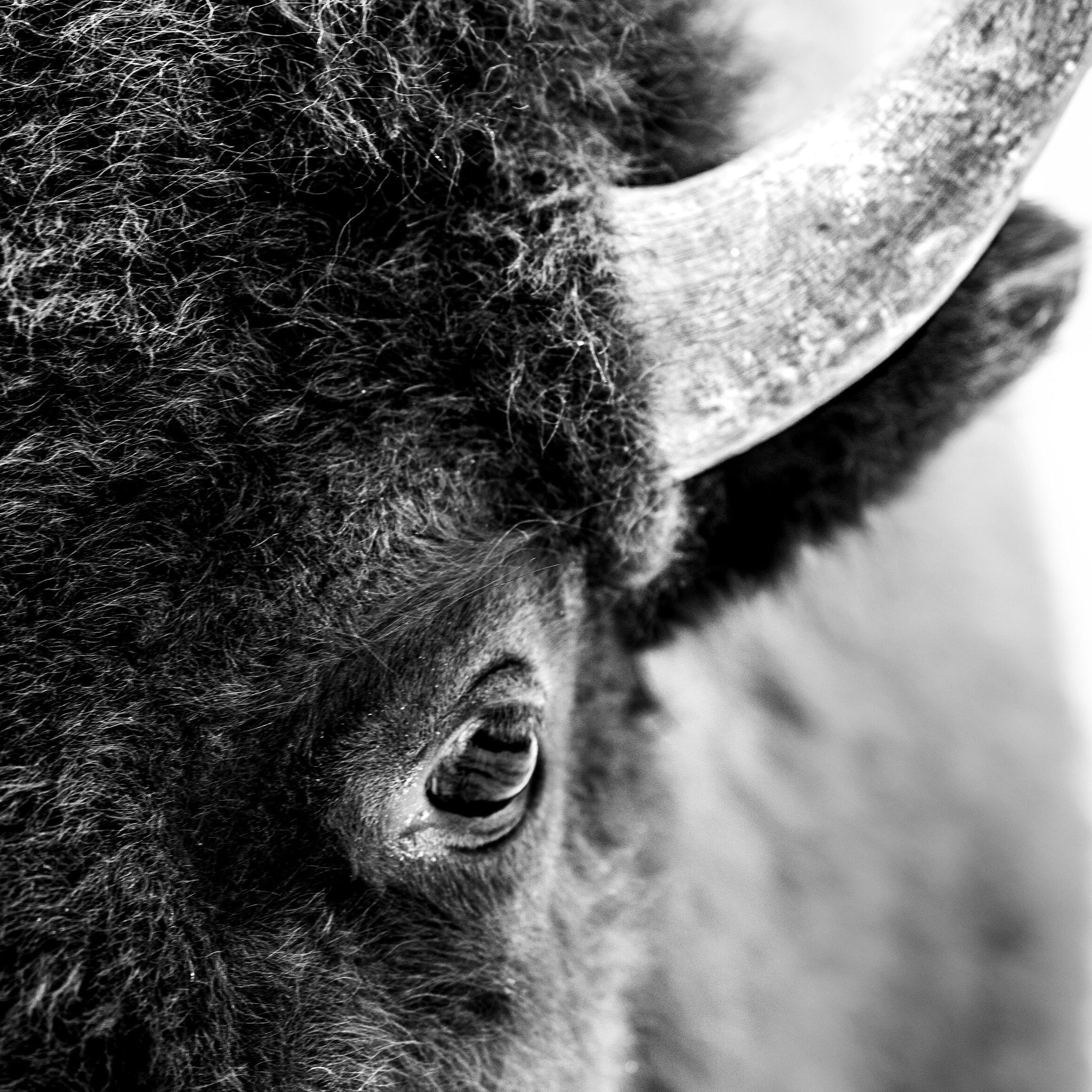 Young Bison