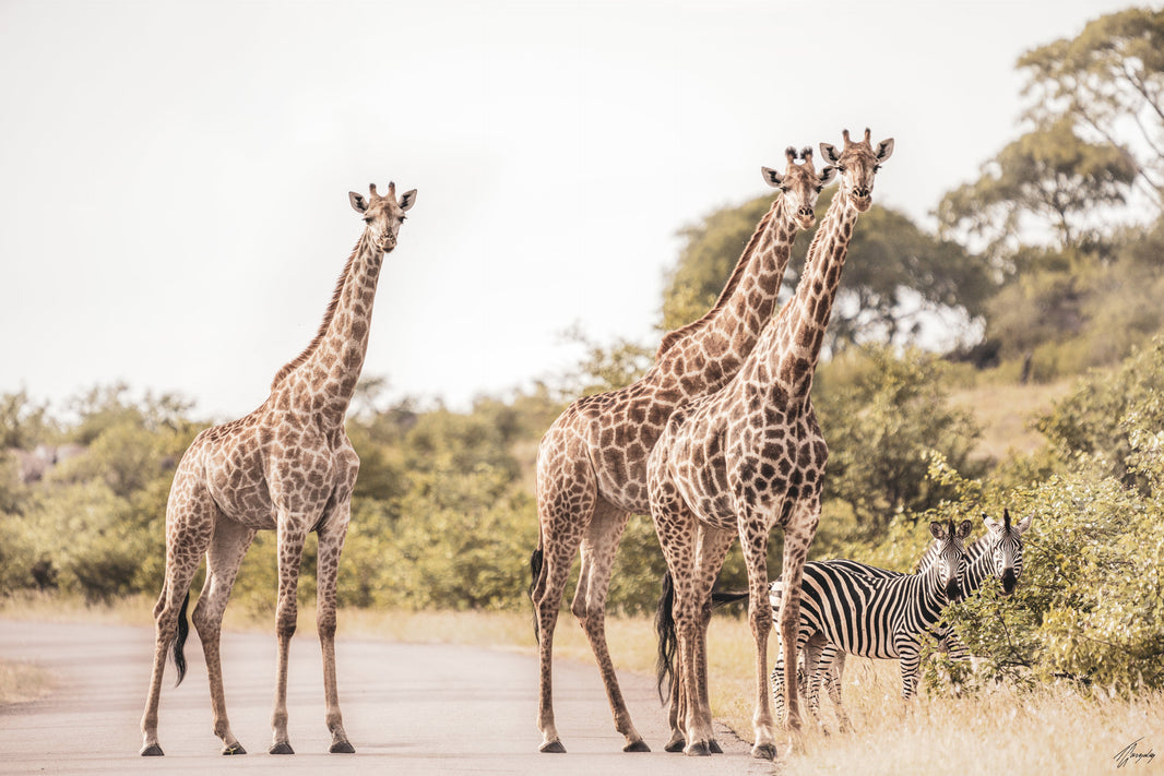 Traveling in South Africa