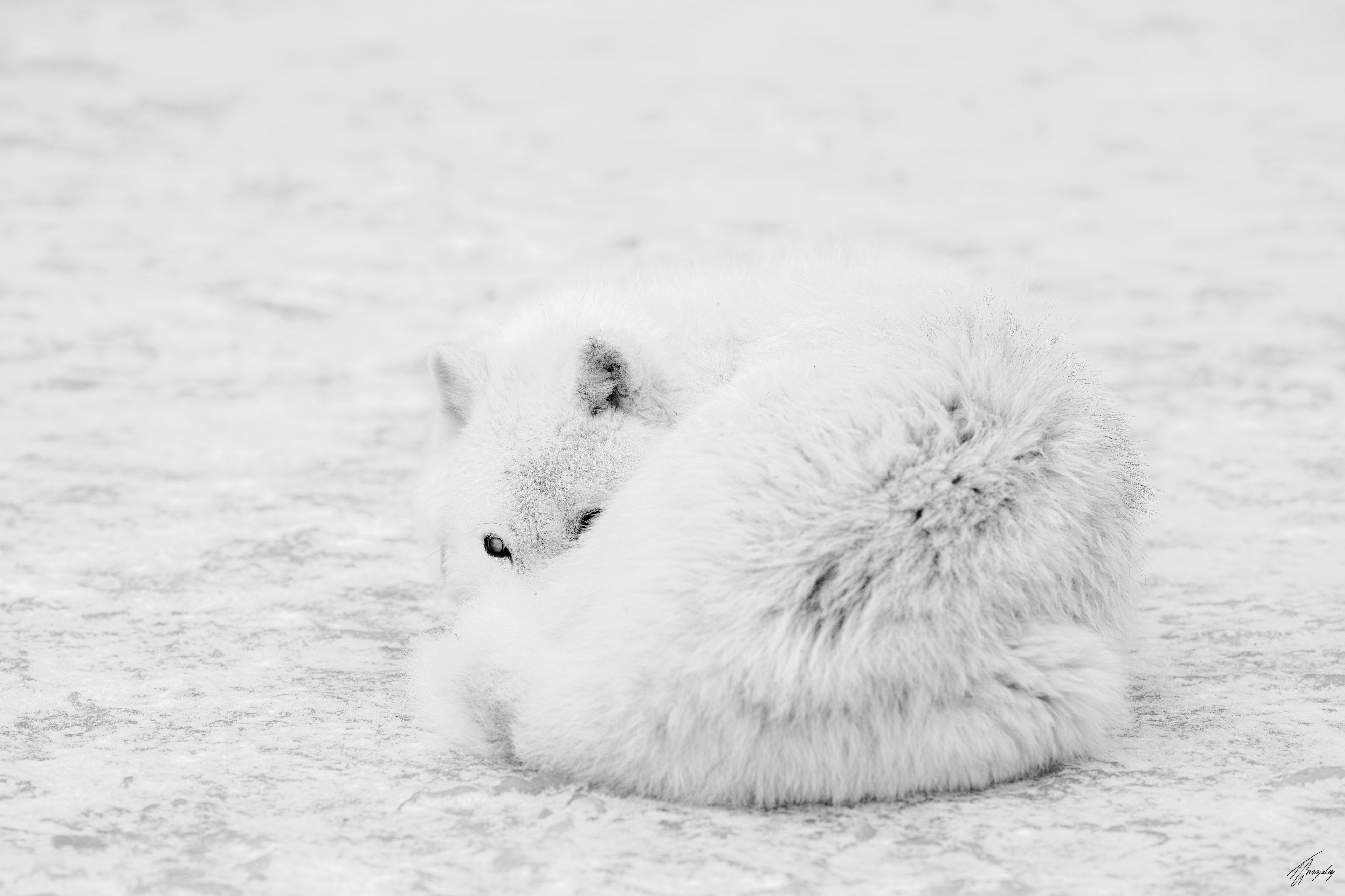 Arctic Wolf