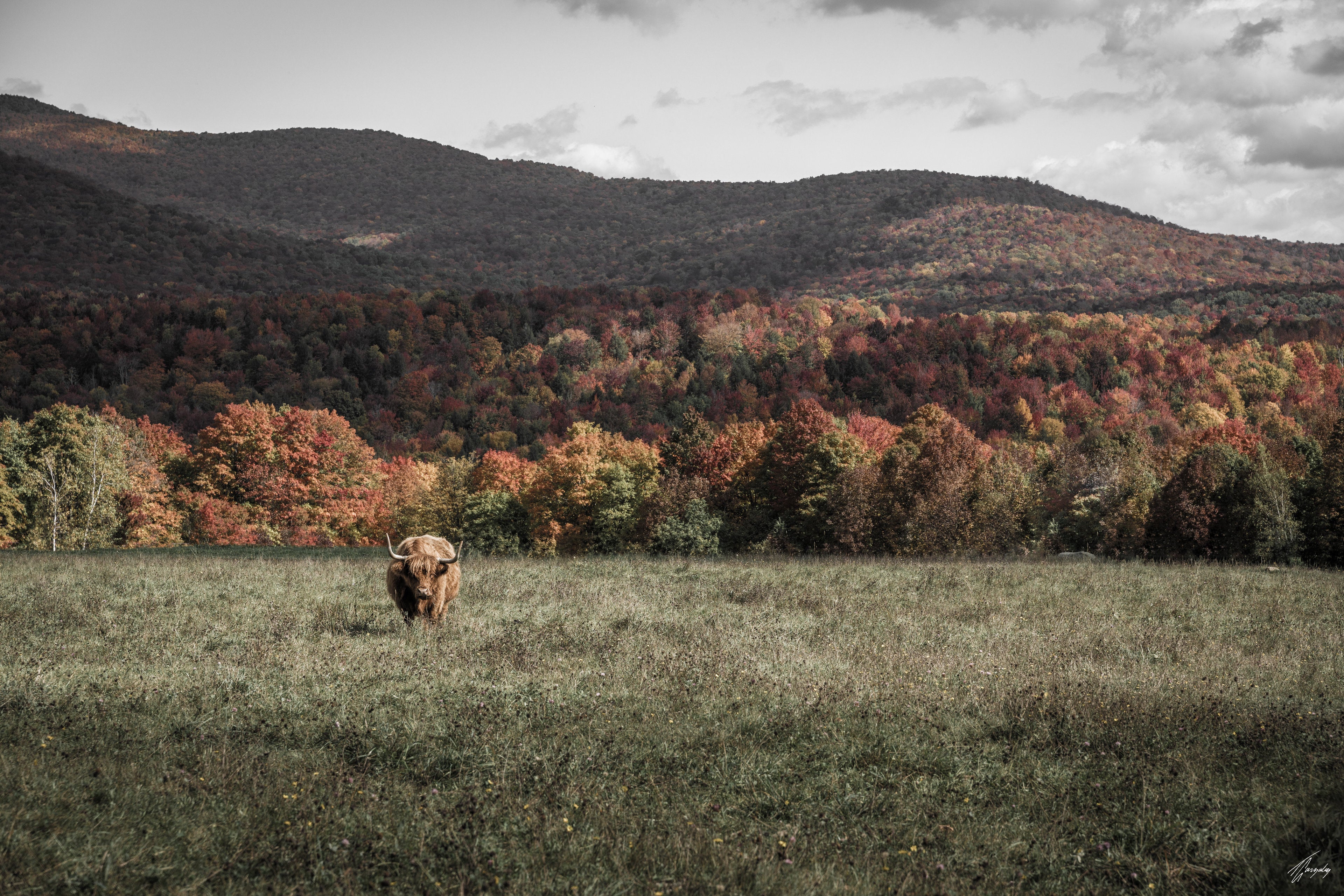 Autumn Vibes