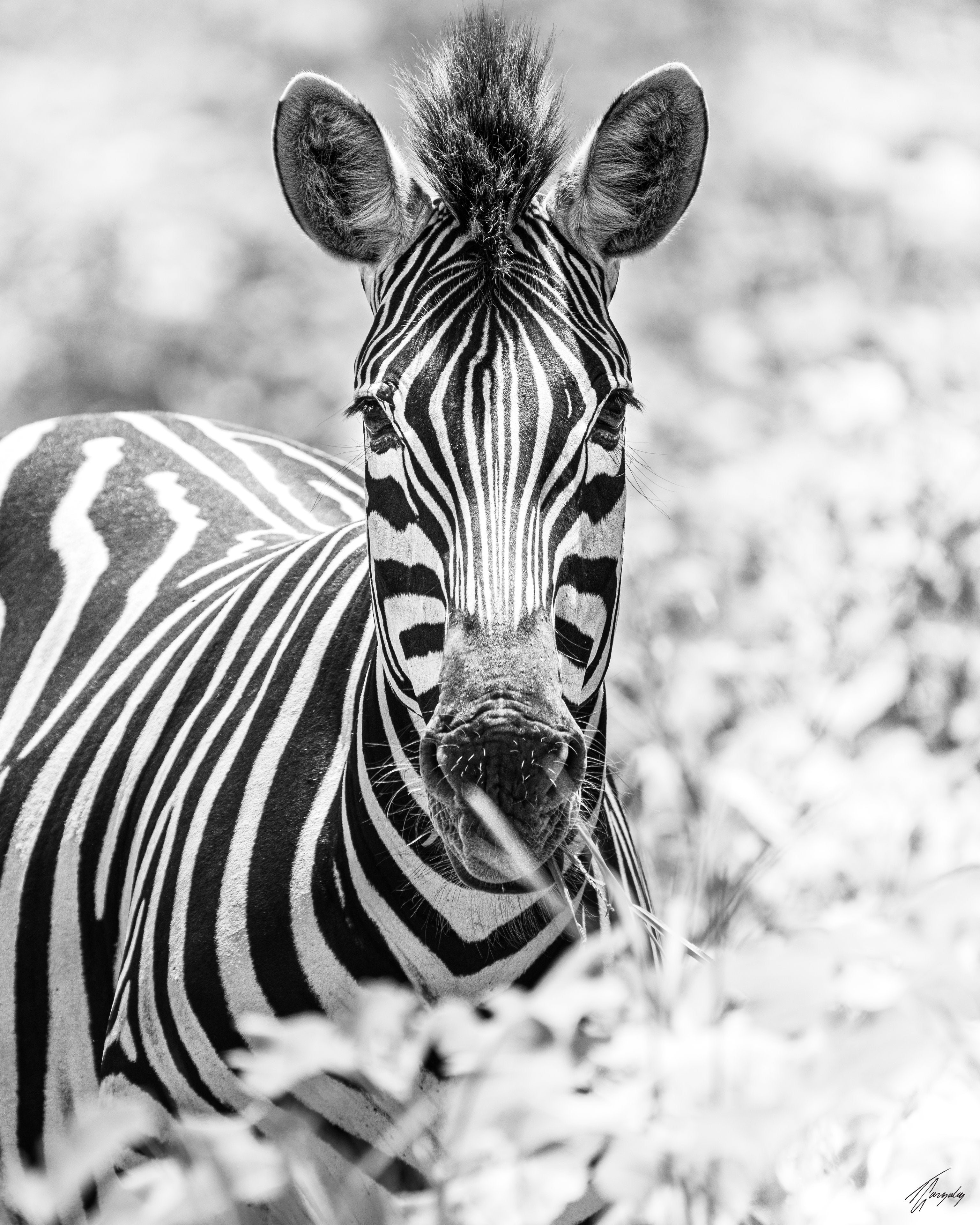 Black and White Connection