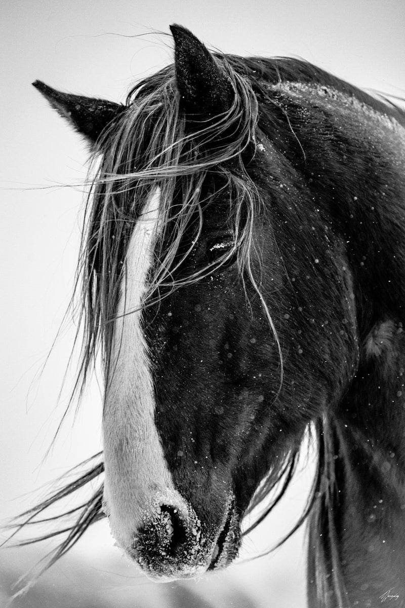 Breeze