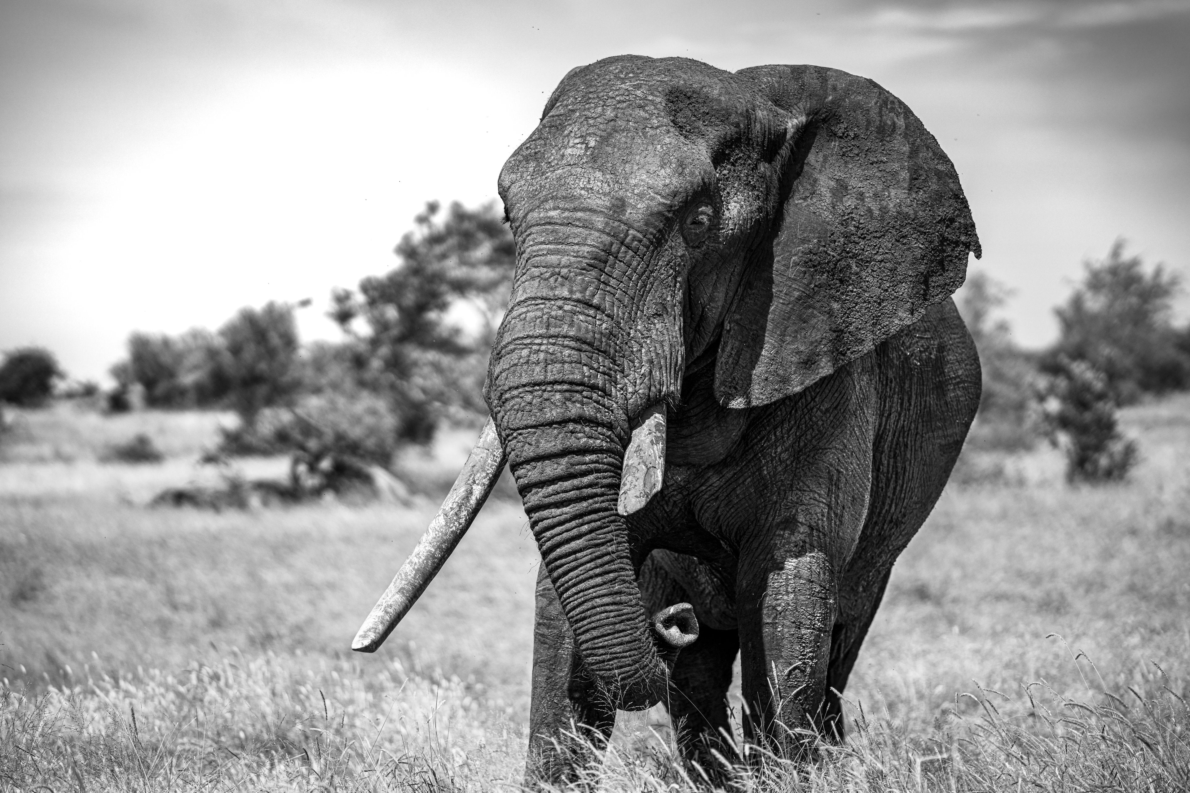Broken Tusk 1