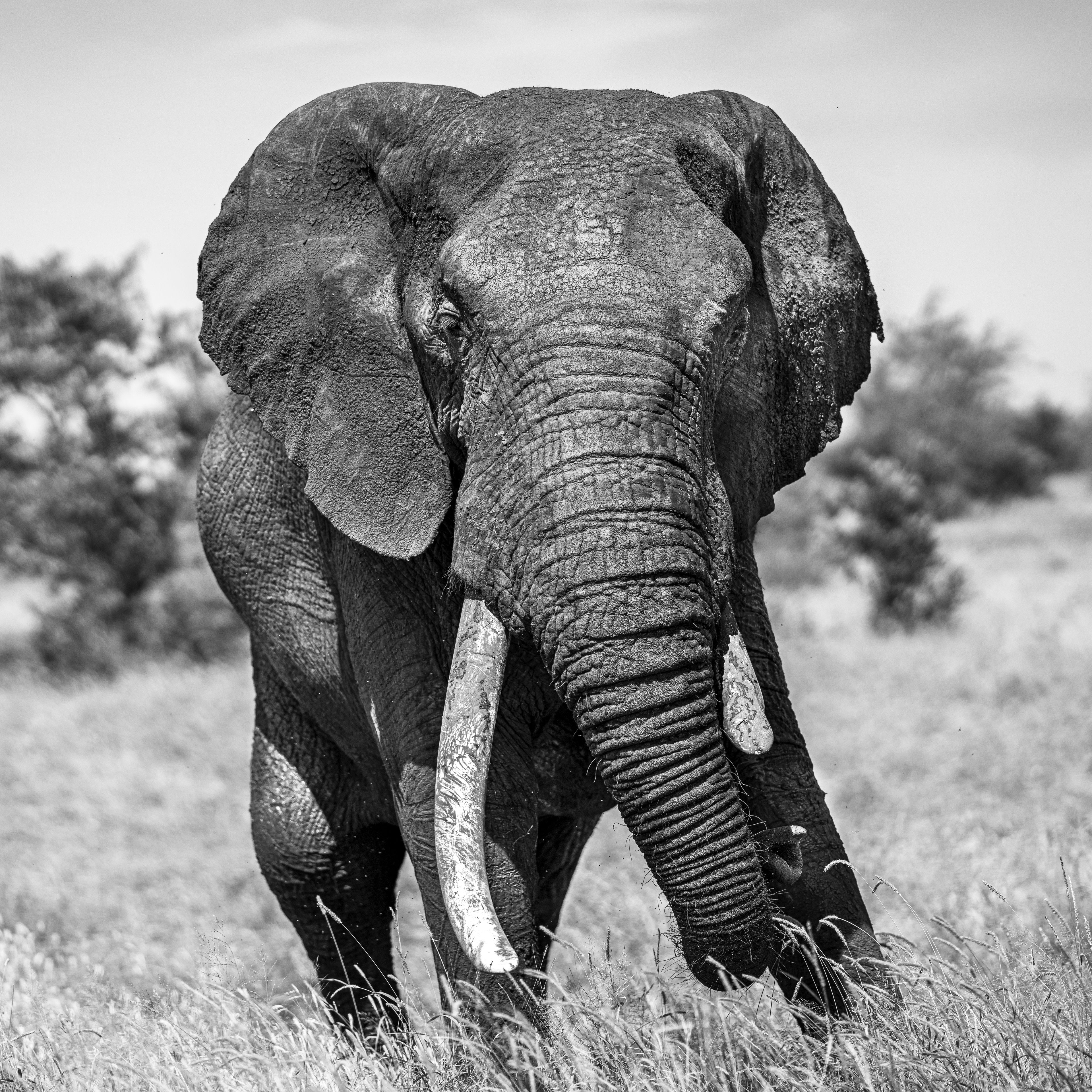 Broken Tusk 3