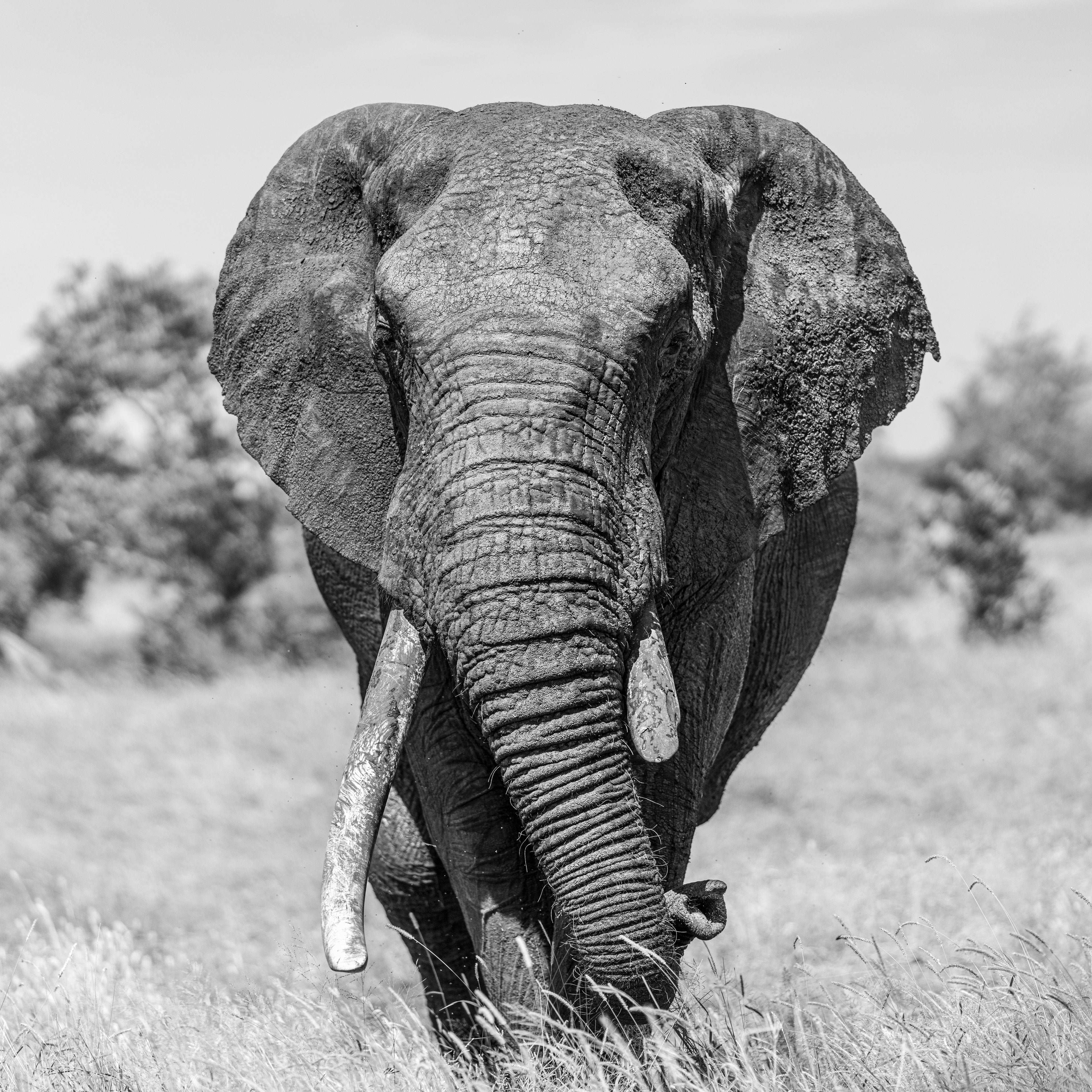 Broken Tusk 4