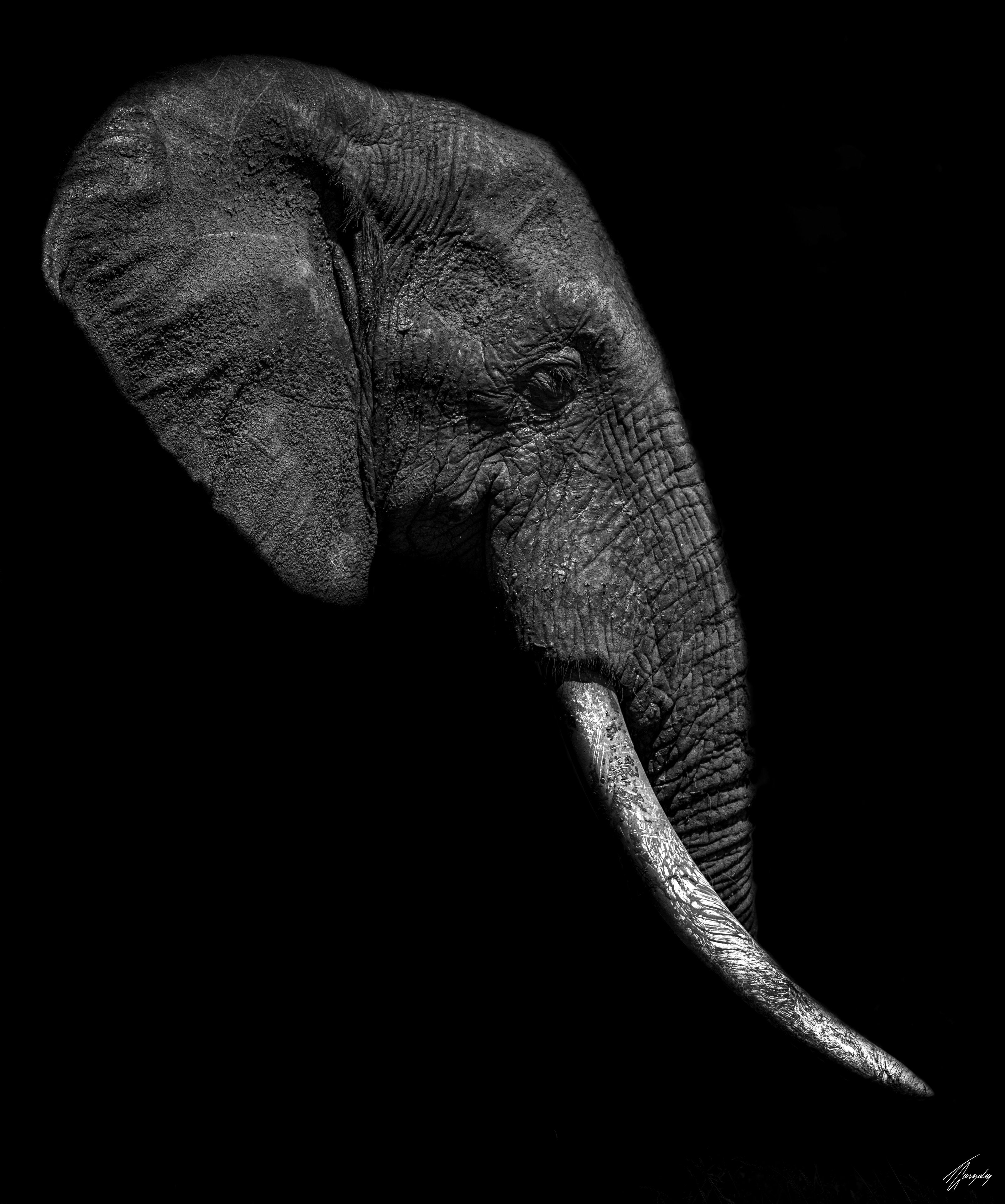 Broken Tusk 2
