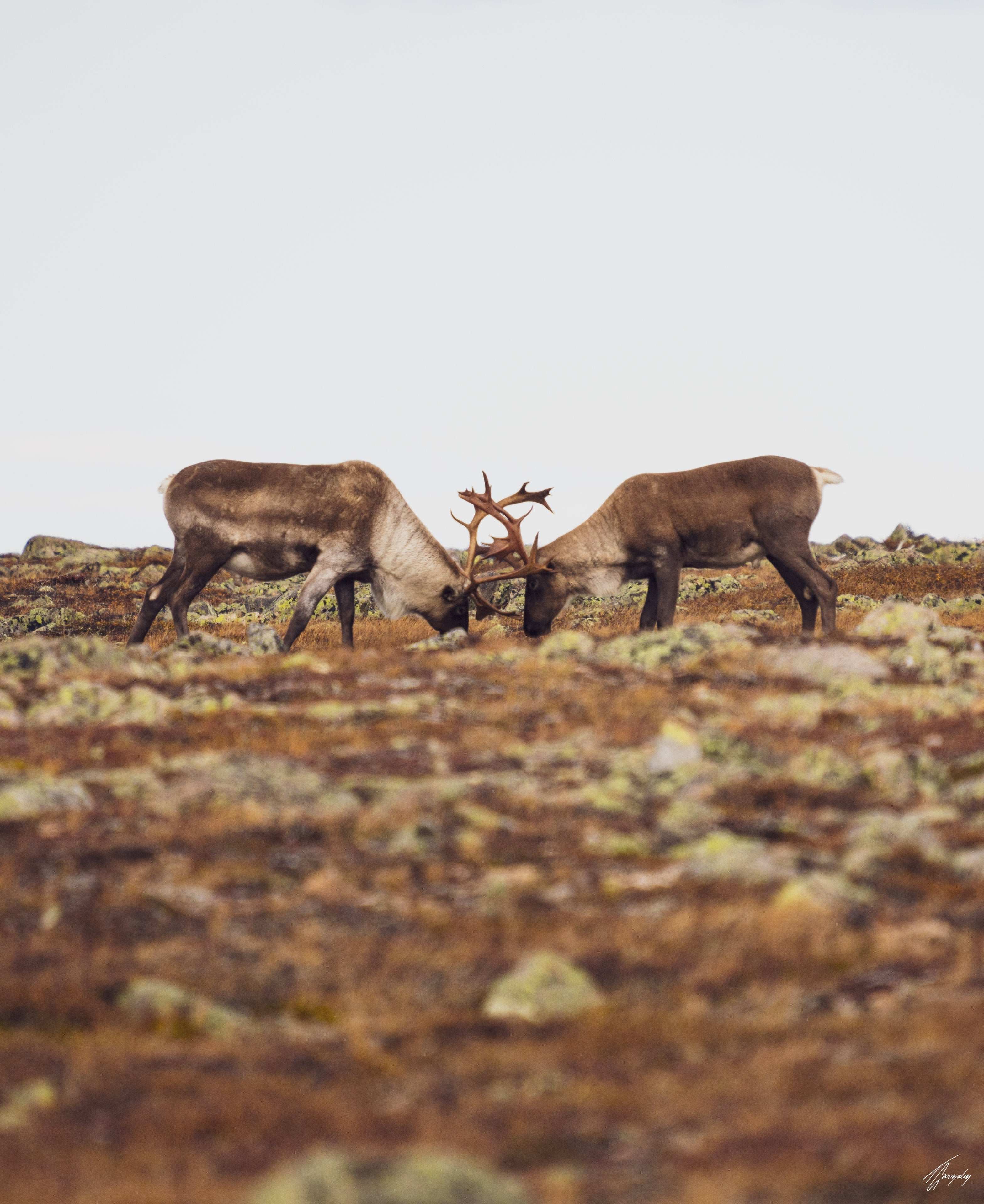 Confrontation