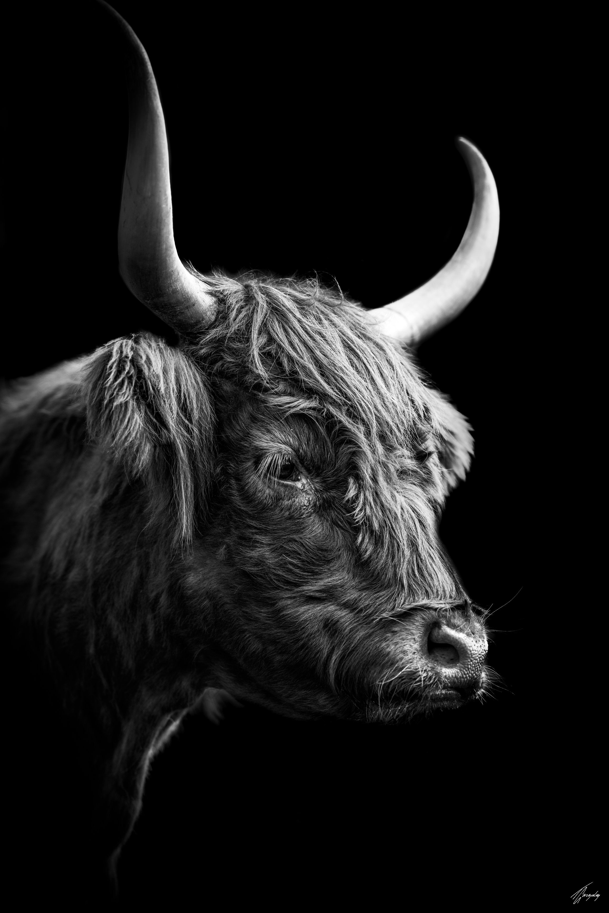 The Dark Highland Cow