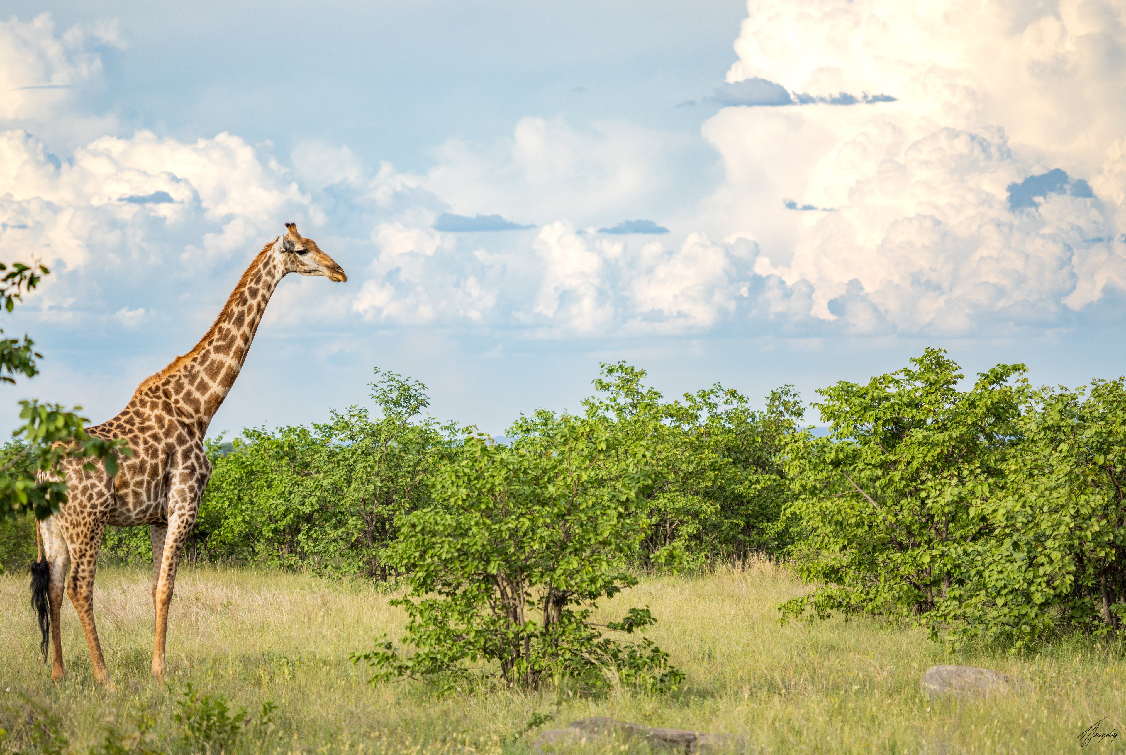 Dream of Africa