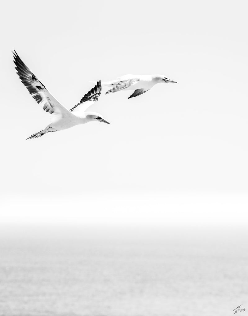 Flight