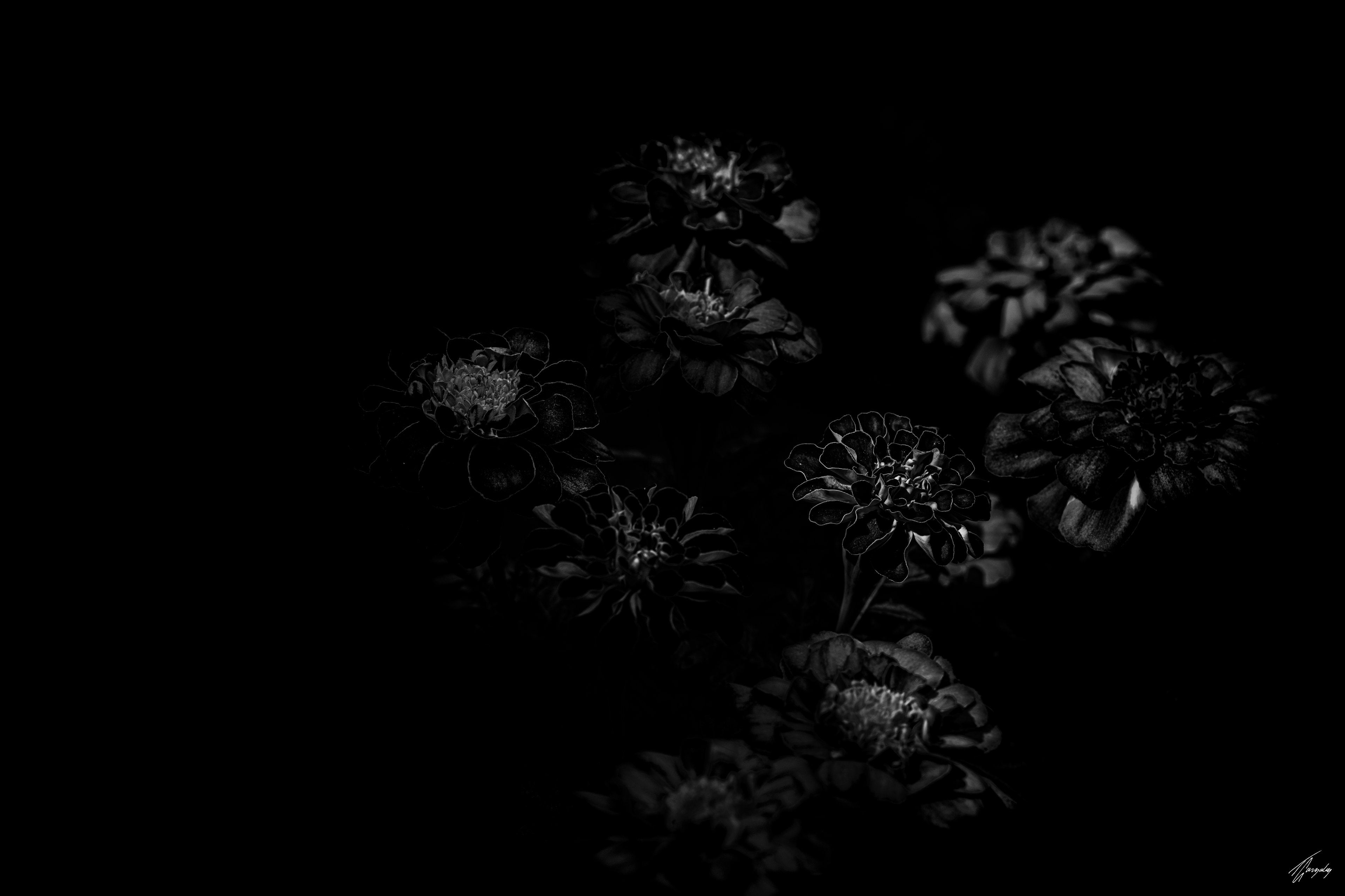 Flora & Darkness No. 11
