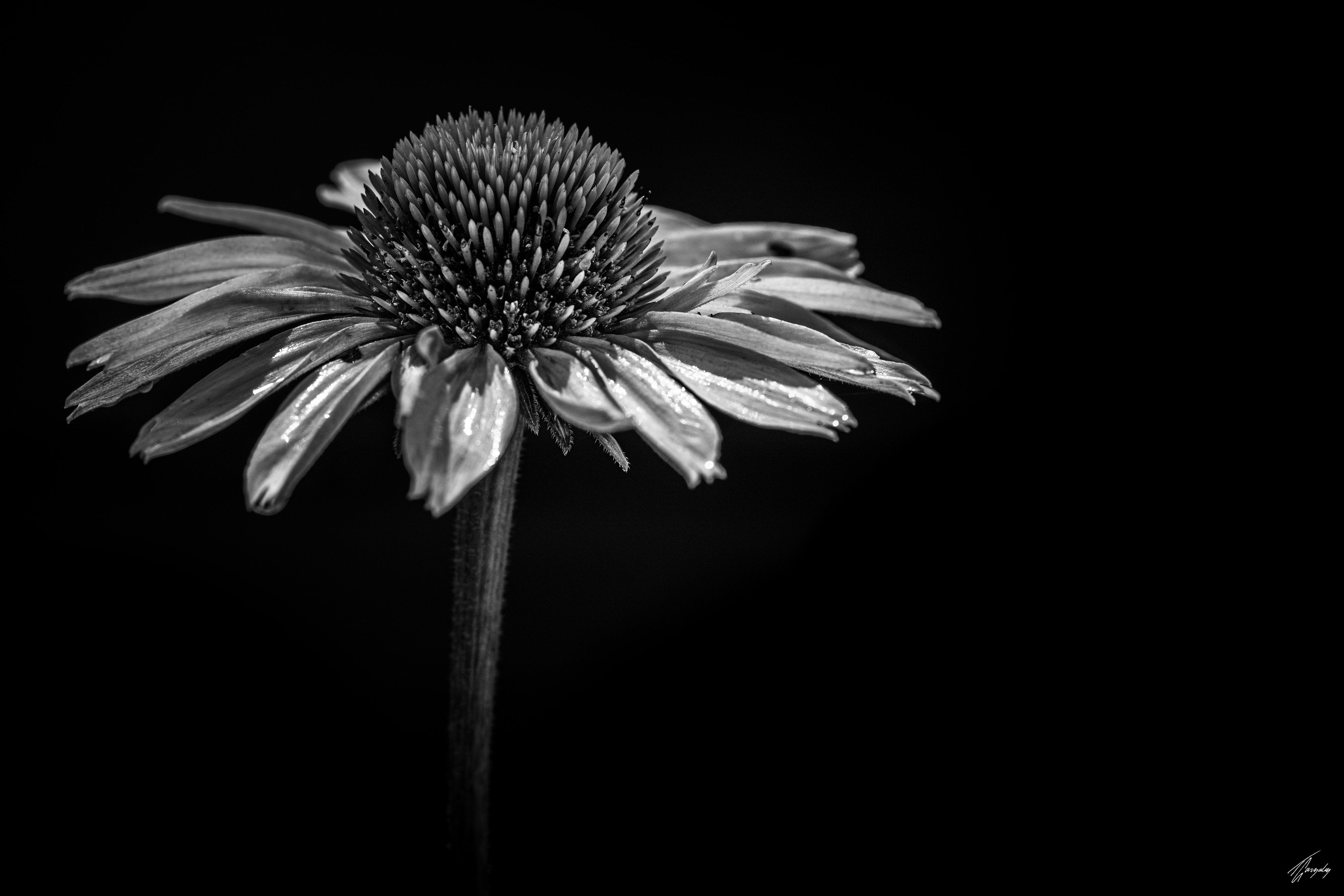 Flora & Darkness No. 13