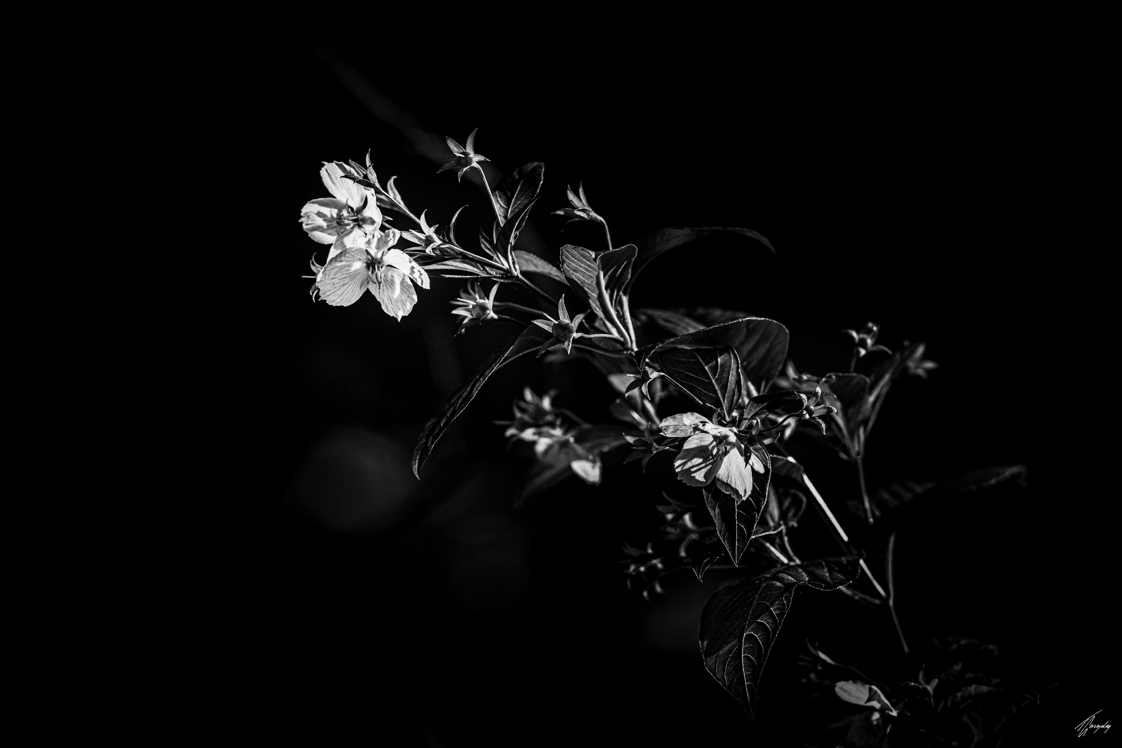 Flora & Darkness No. 14