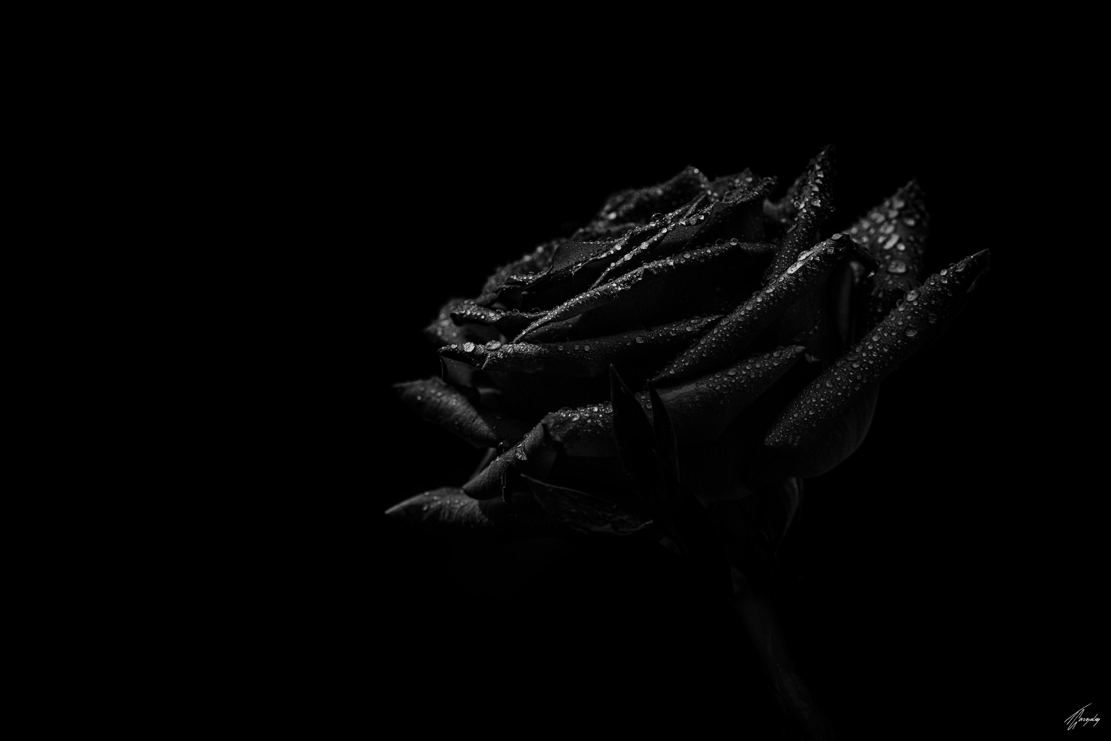 Flora & Darkness No. 18