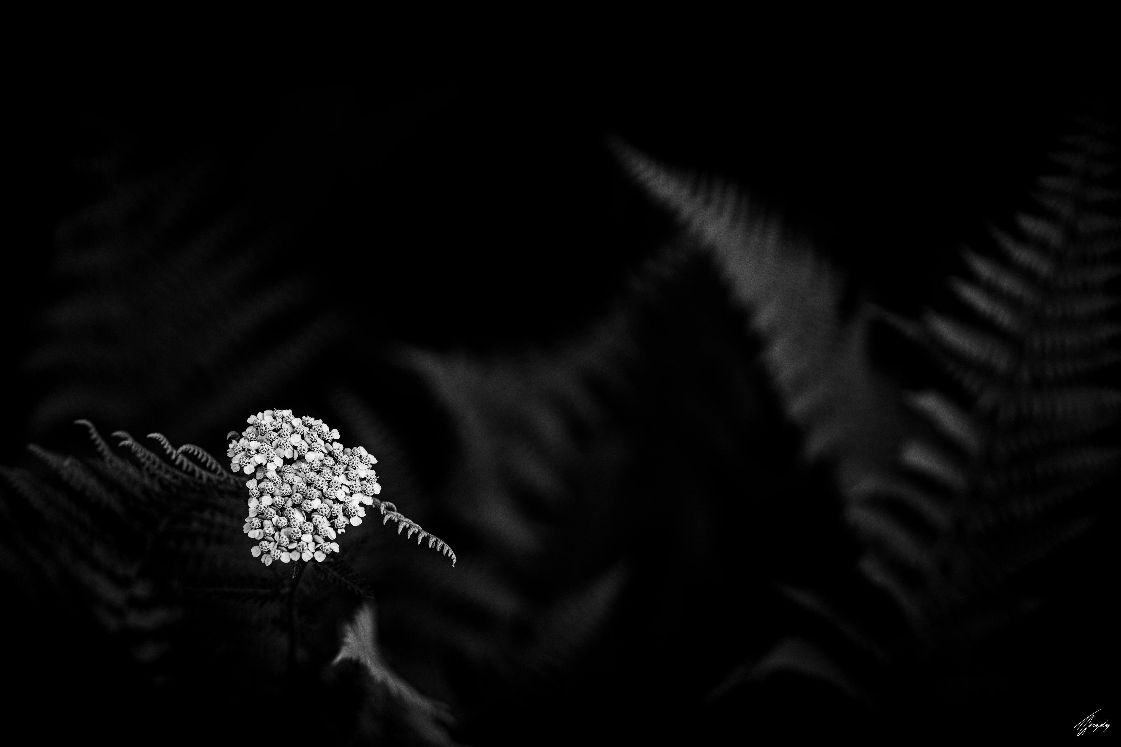 Flora & Darkness No. 2
