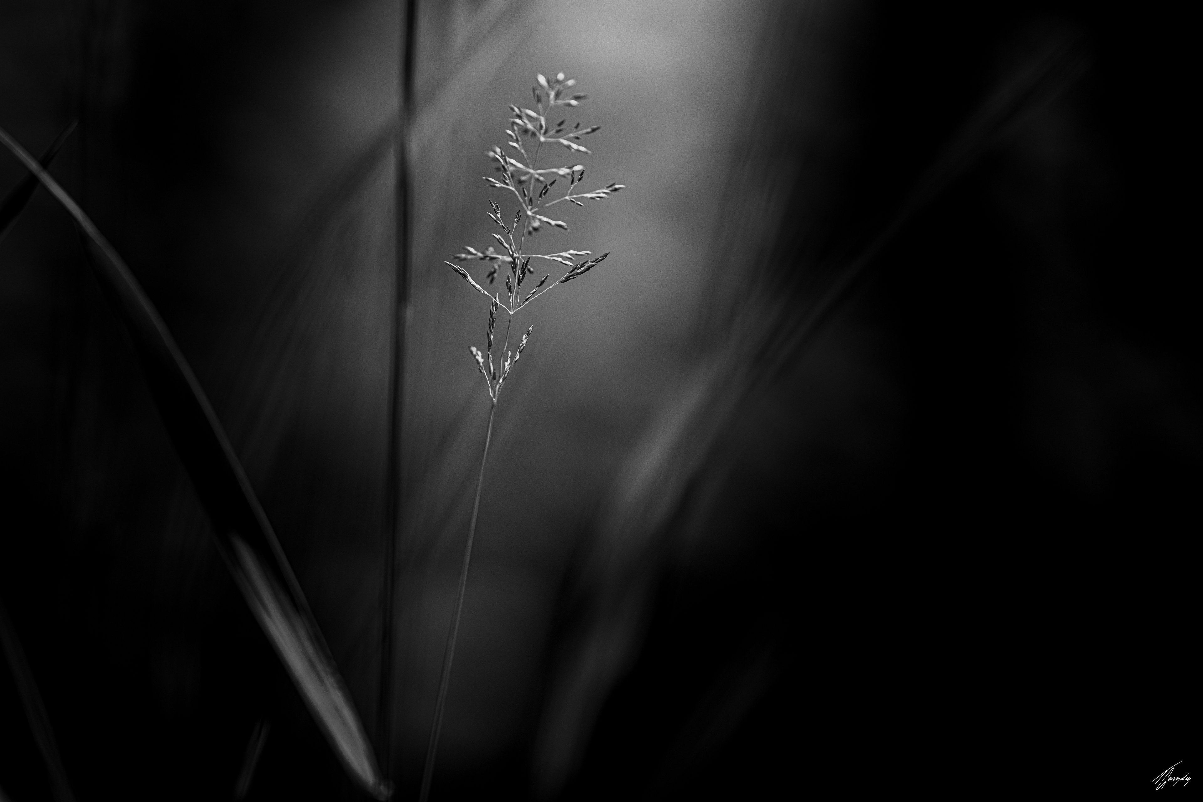 Flora & Darkness No. 3