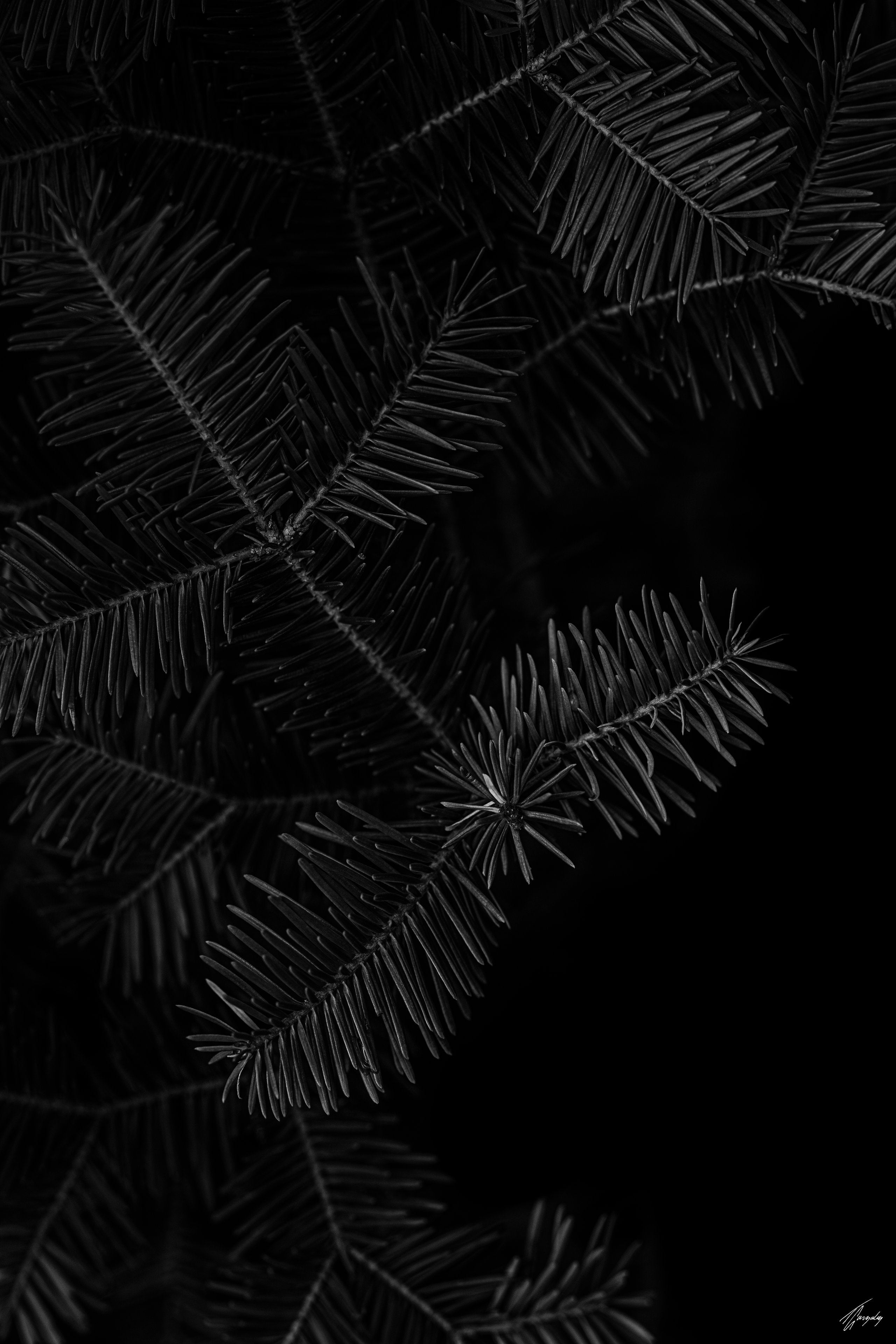 Flora & Darkness No. 4