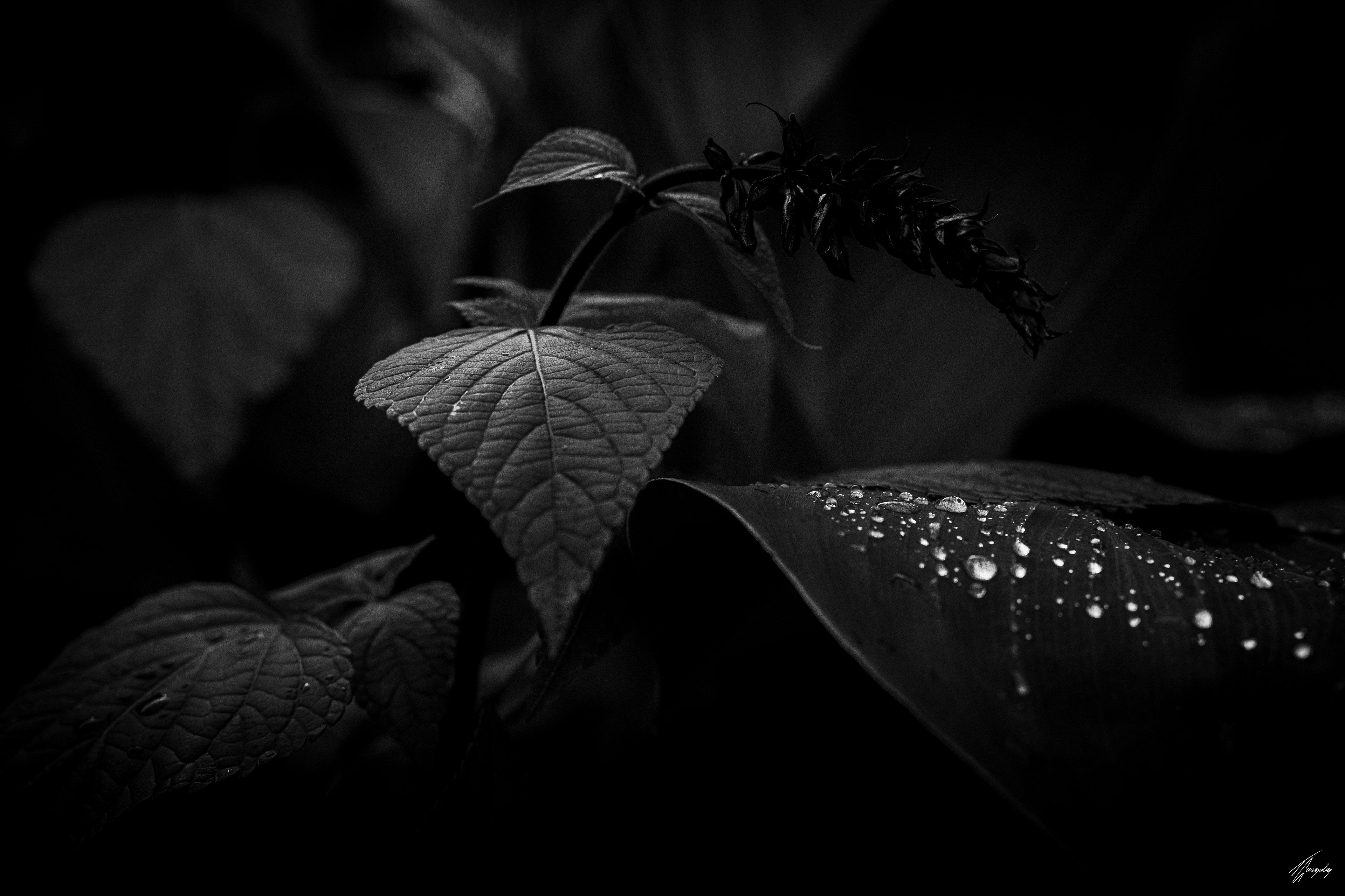 Flora & Darkness No. 6