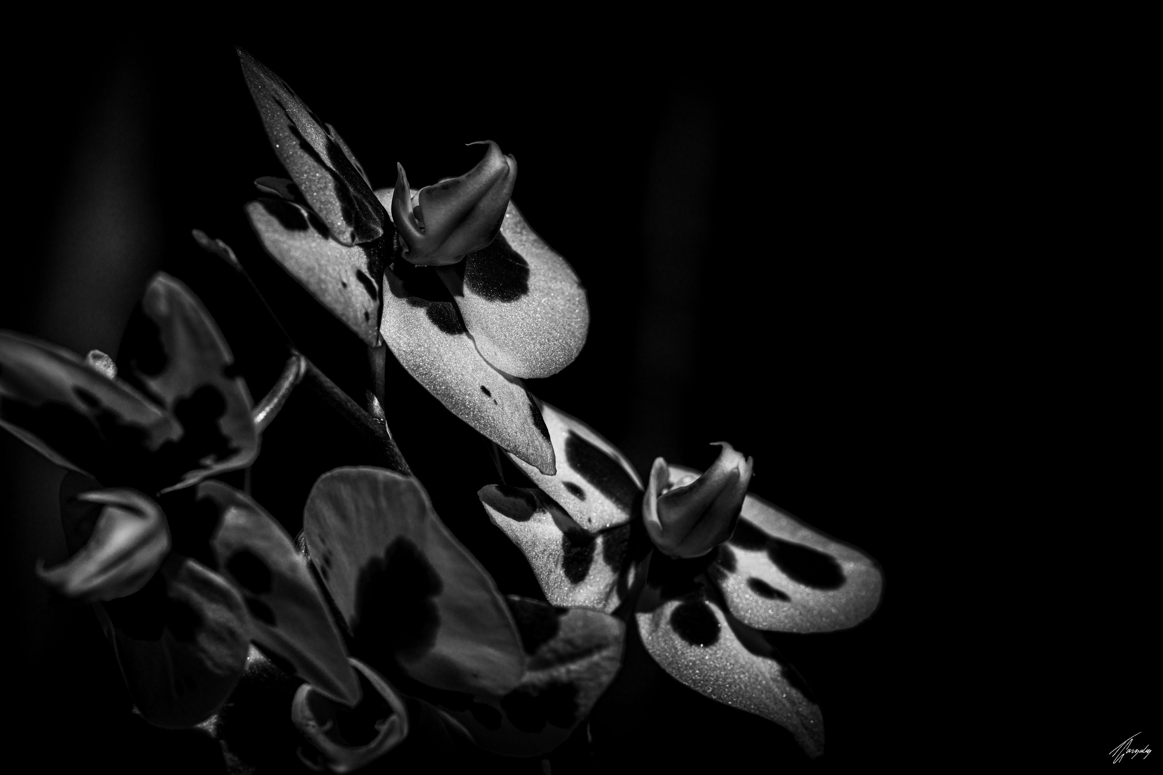 Flora & Darkness No. 7