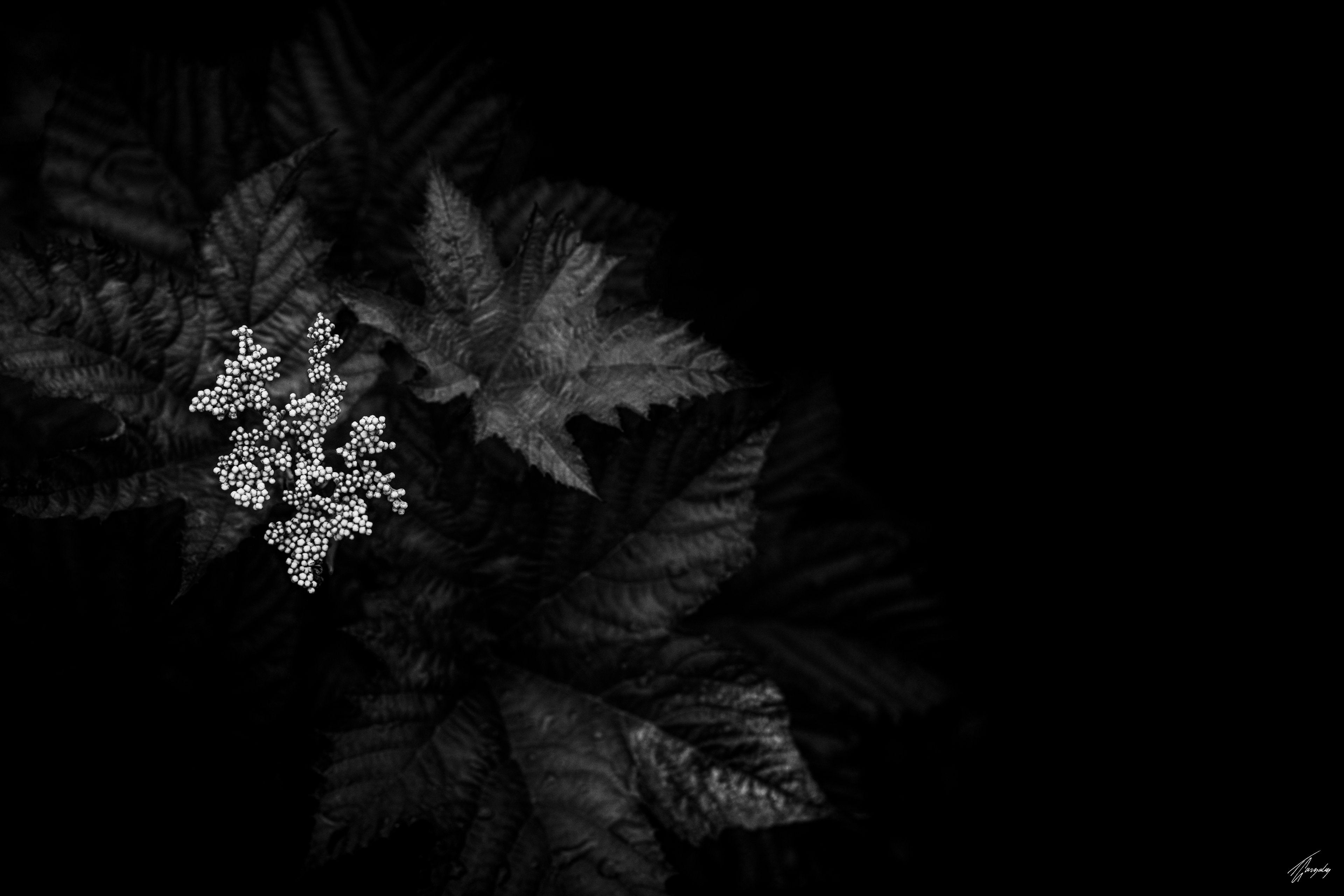 Flora & Darkness No. 9