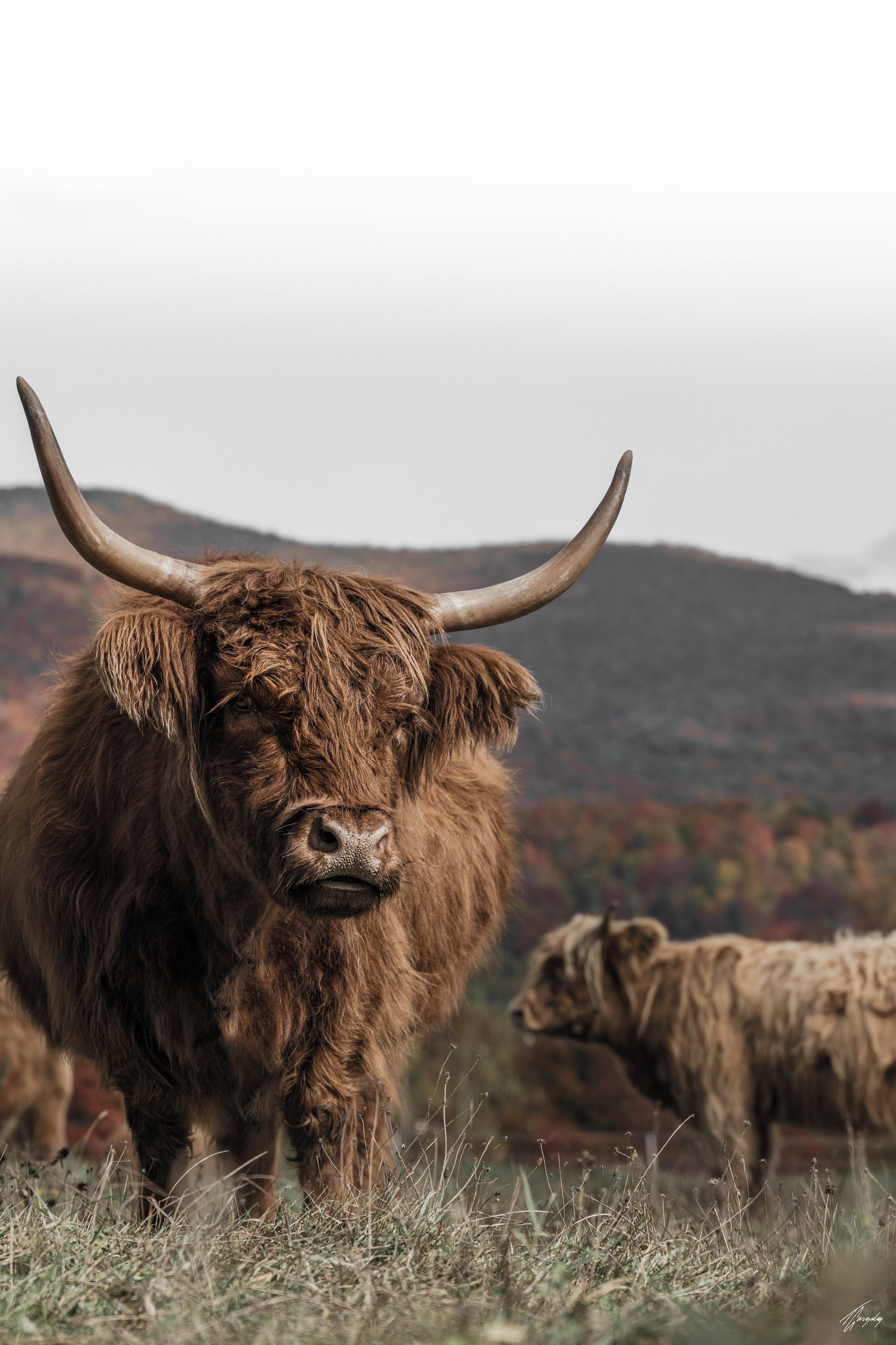 Highland Beauty