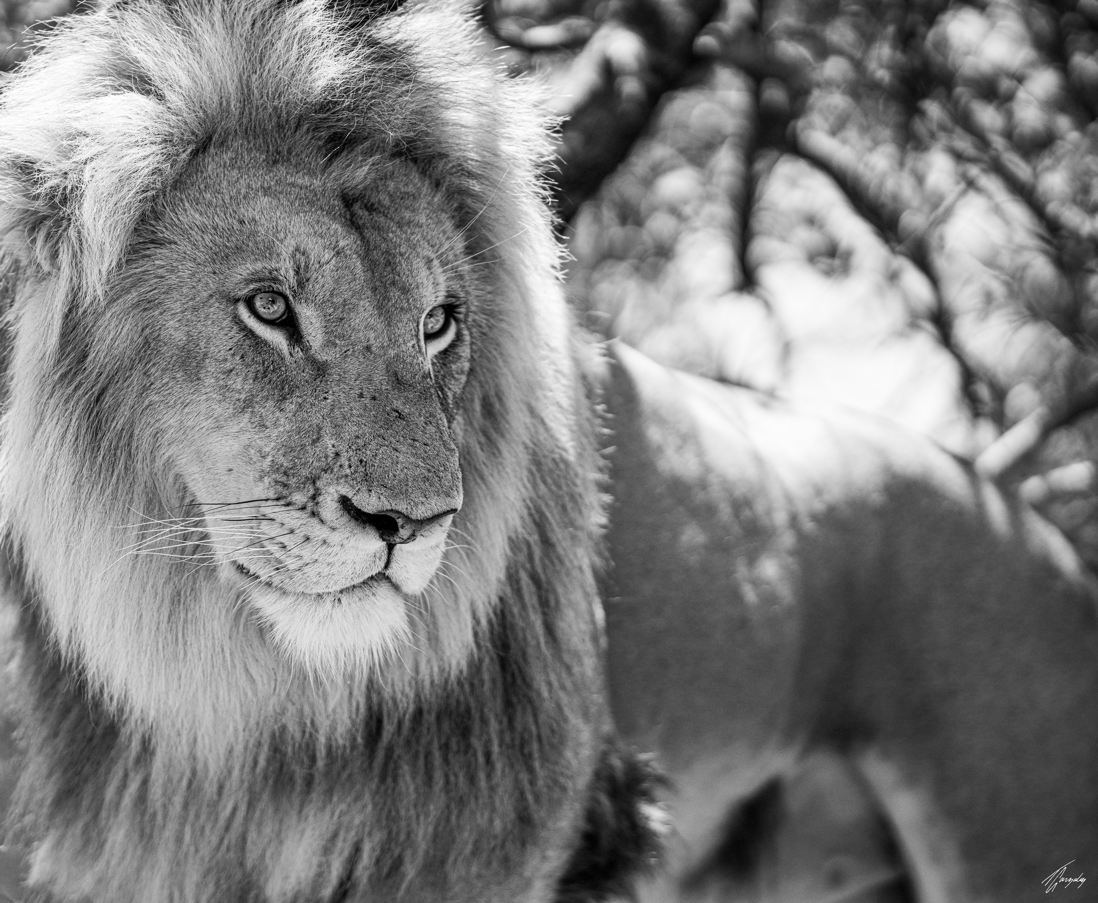 His Majesty