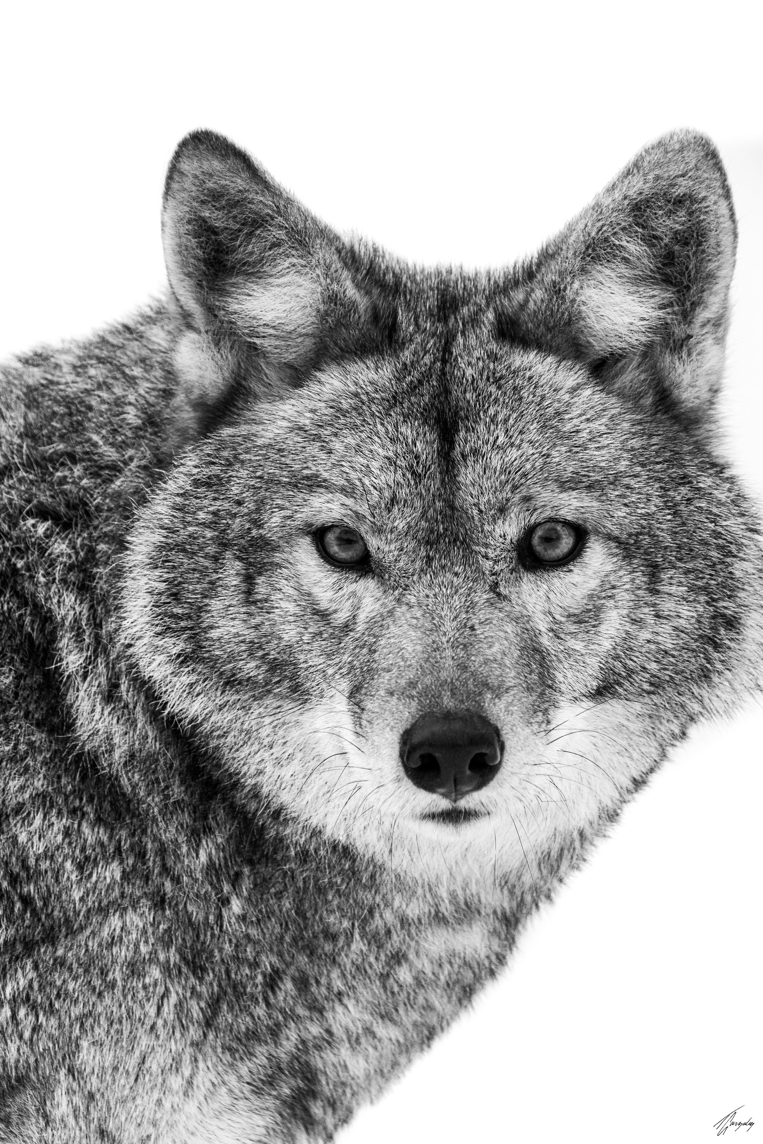 Icy Gaze