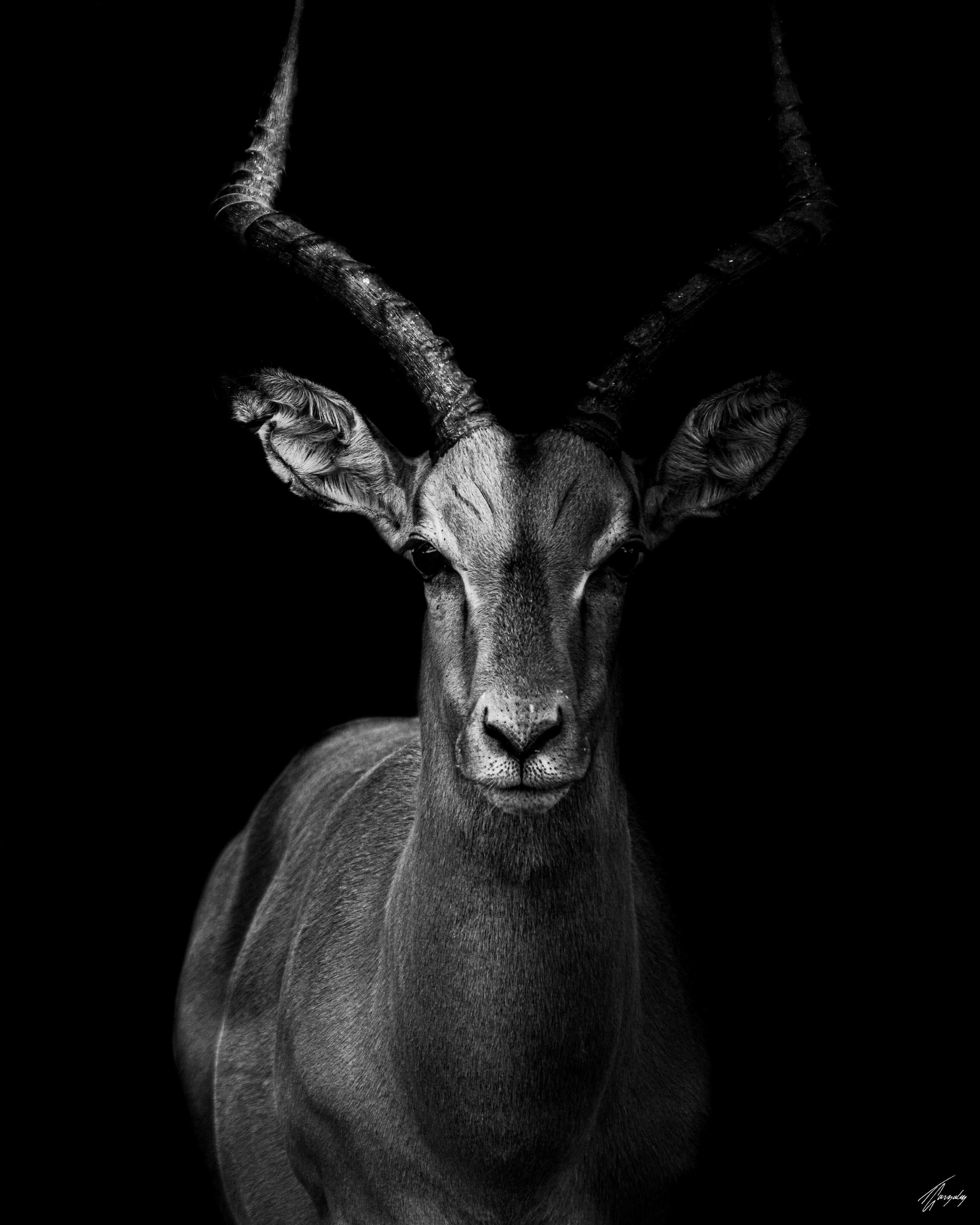 Impala in the Darkness