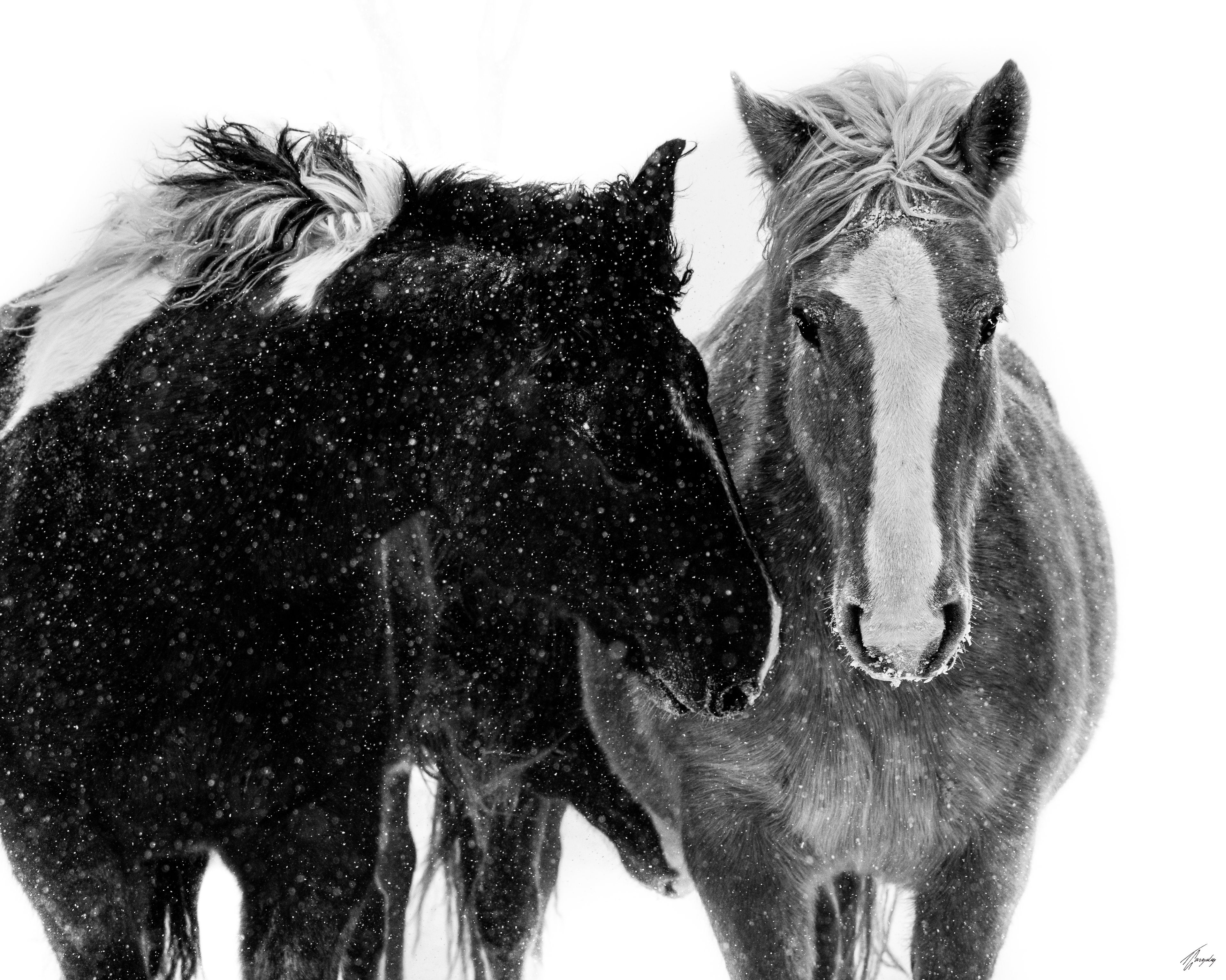 Kindred Spirits