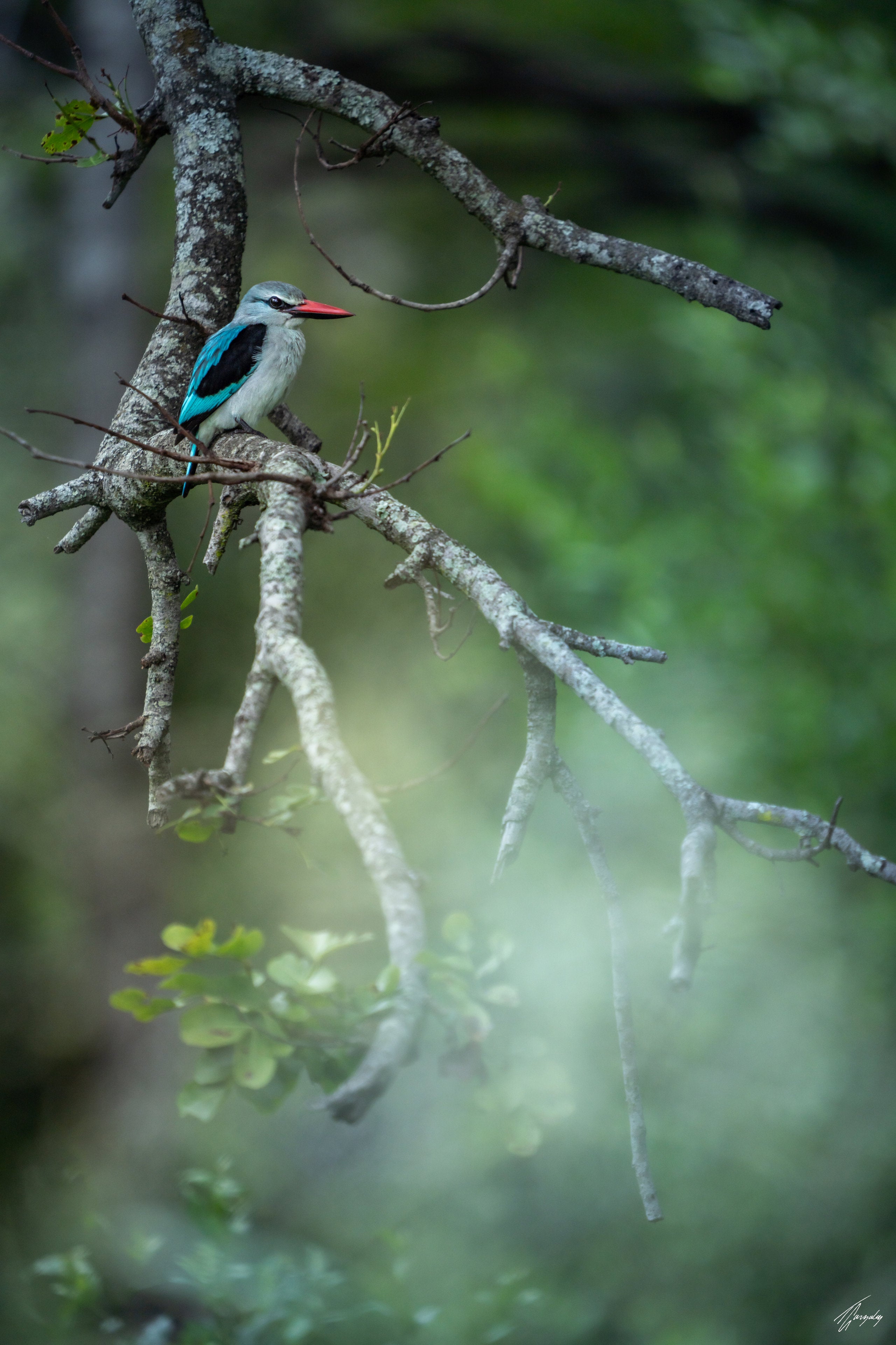 King Fisher