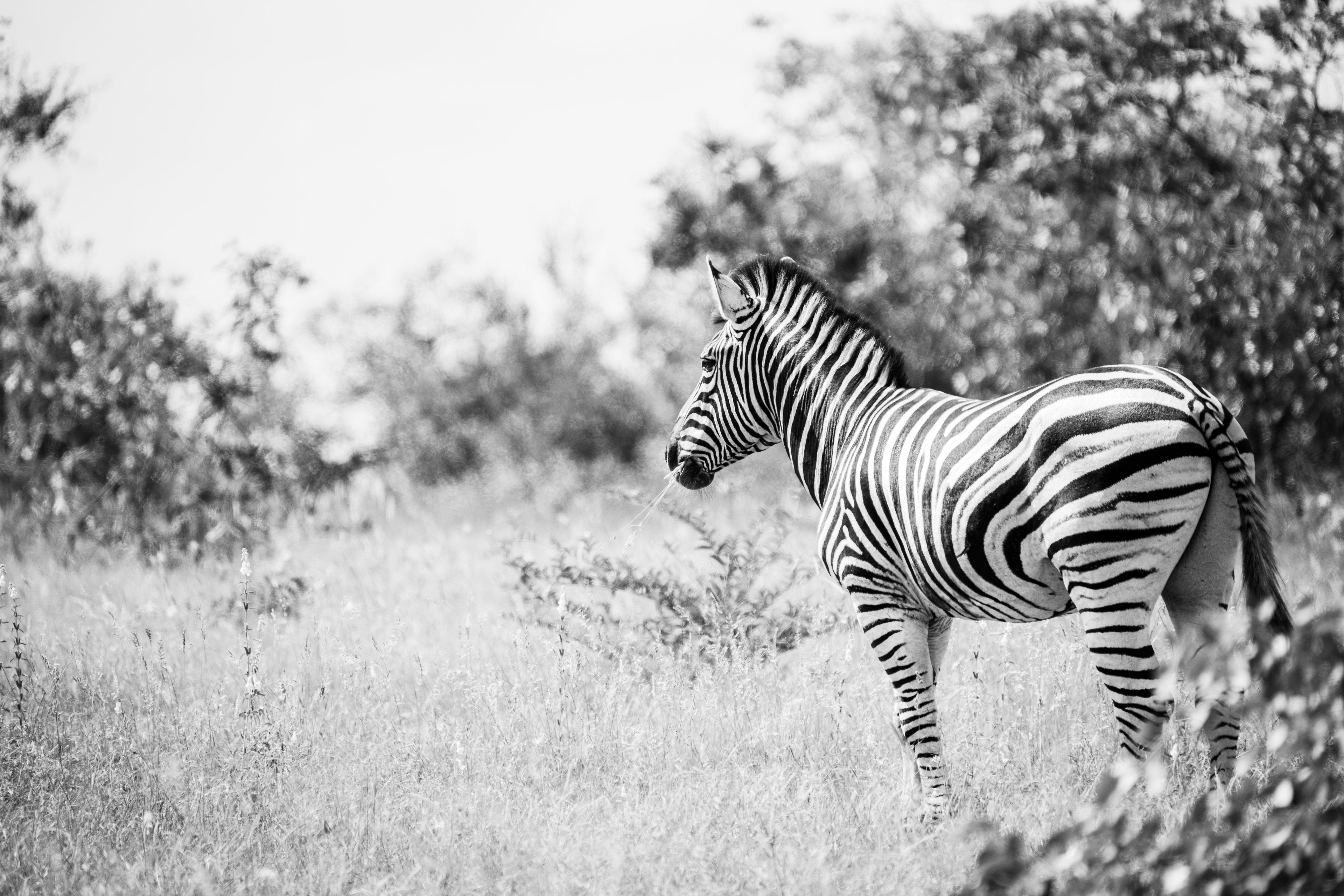 Lonely Zebra