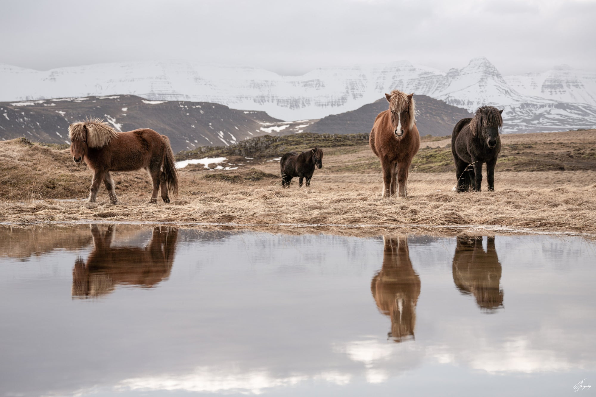 wild horses of iceland captured by T-Gonzalez, a wildlife photographer