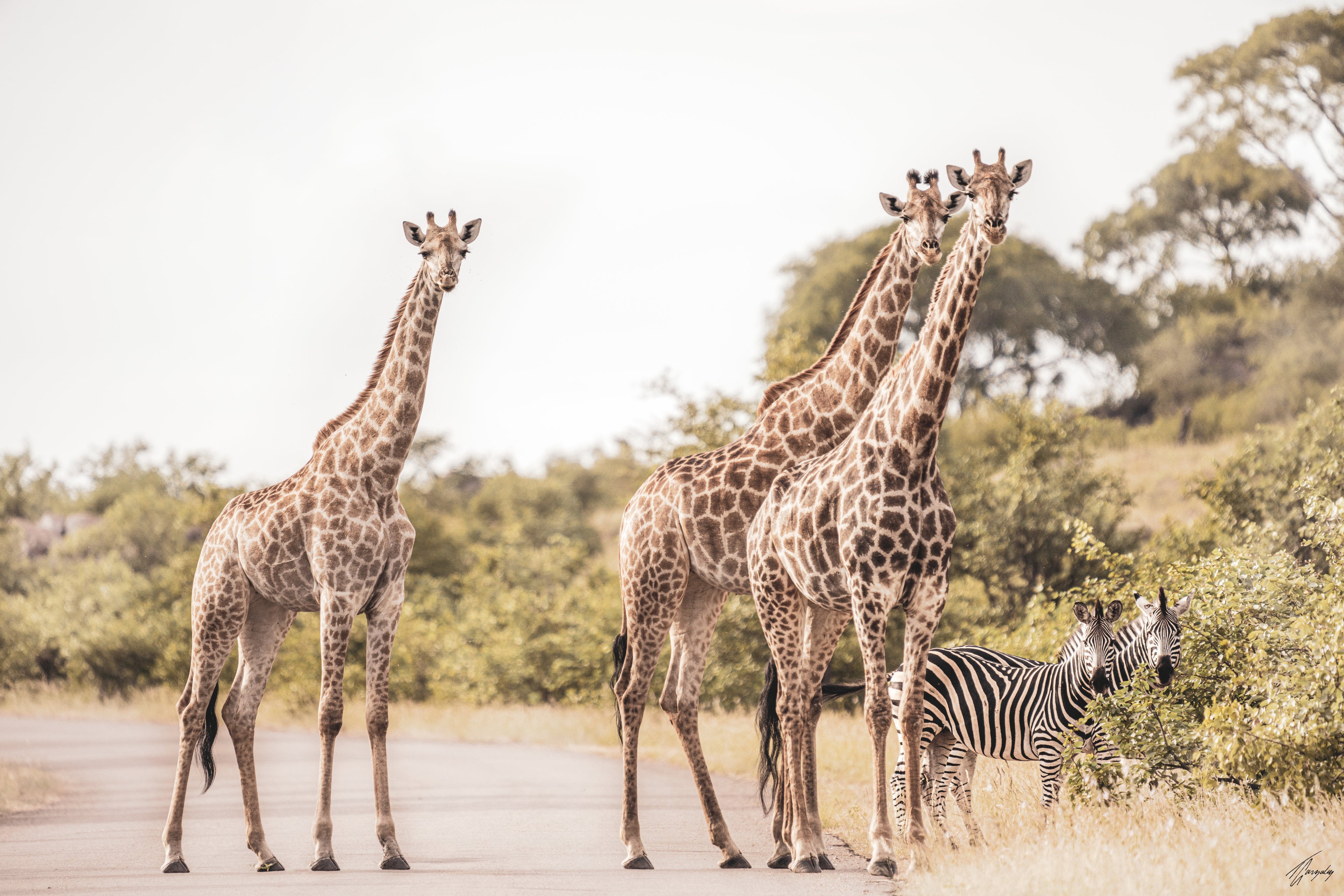 Only in Africa