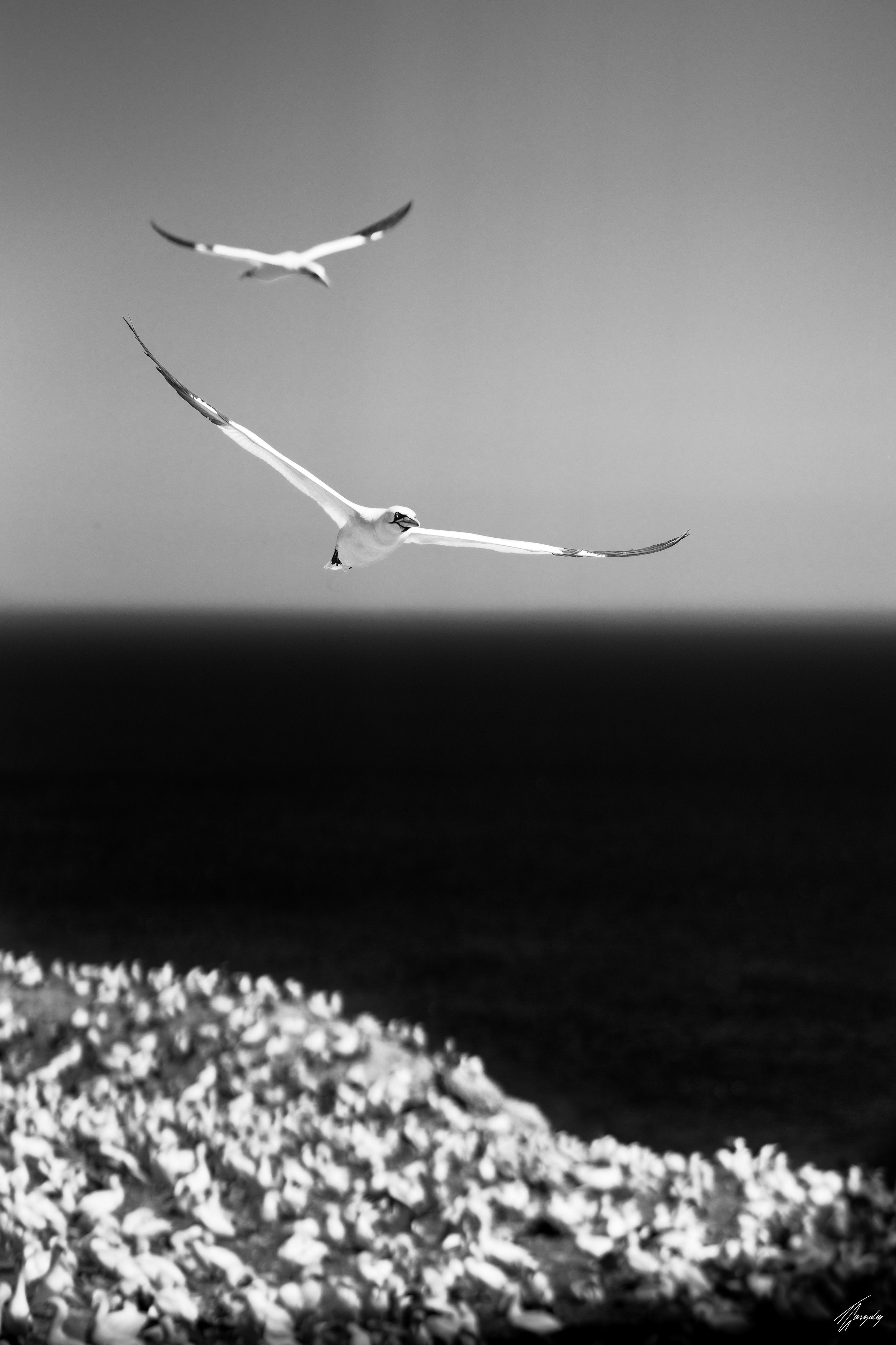 Over The Colony