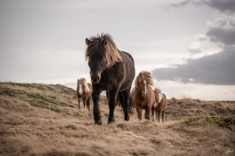 Icelandic horses standing together fine art photography print calm minimalist composition expressing peace and harmony
