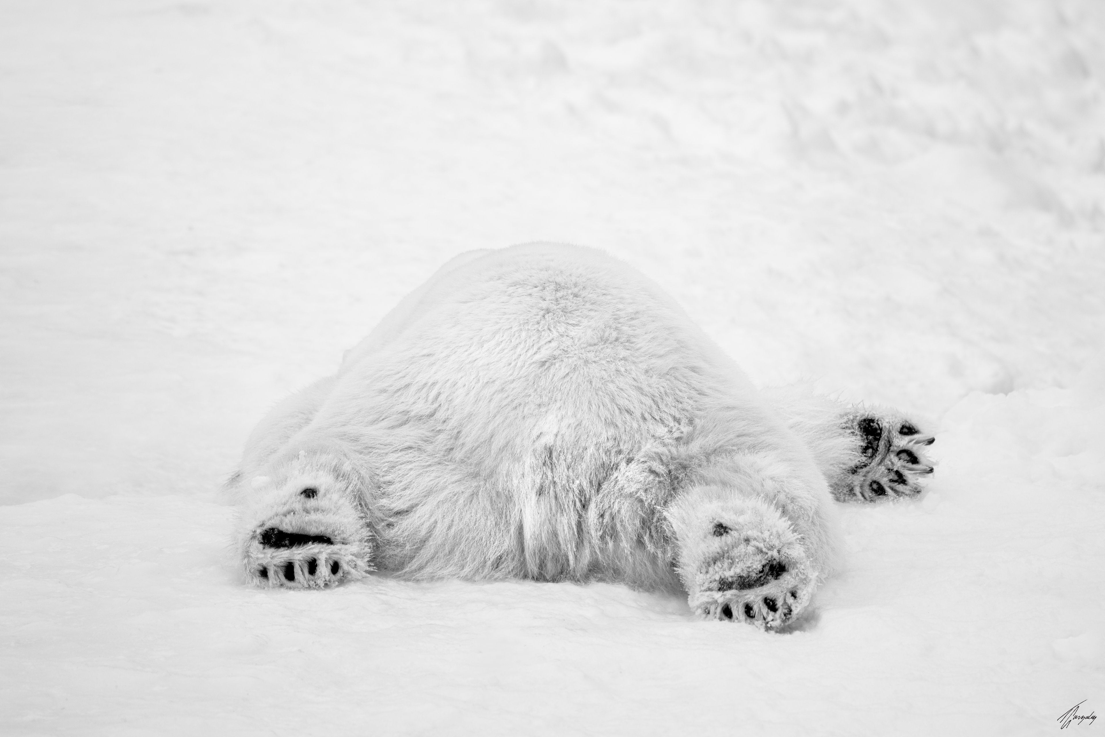 Polar Monday Morning