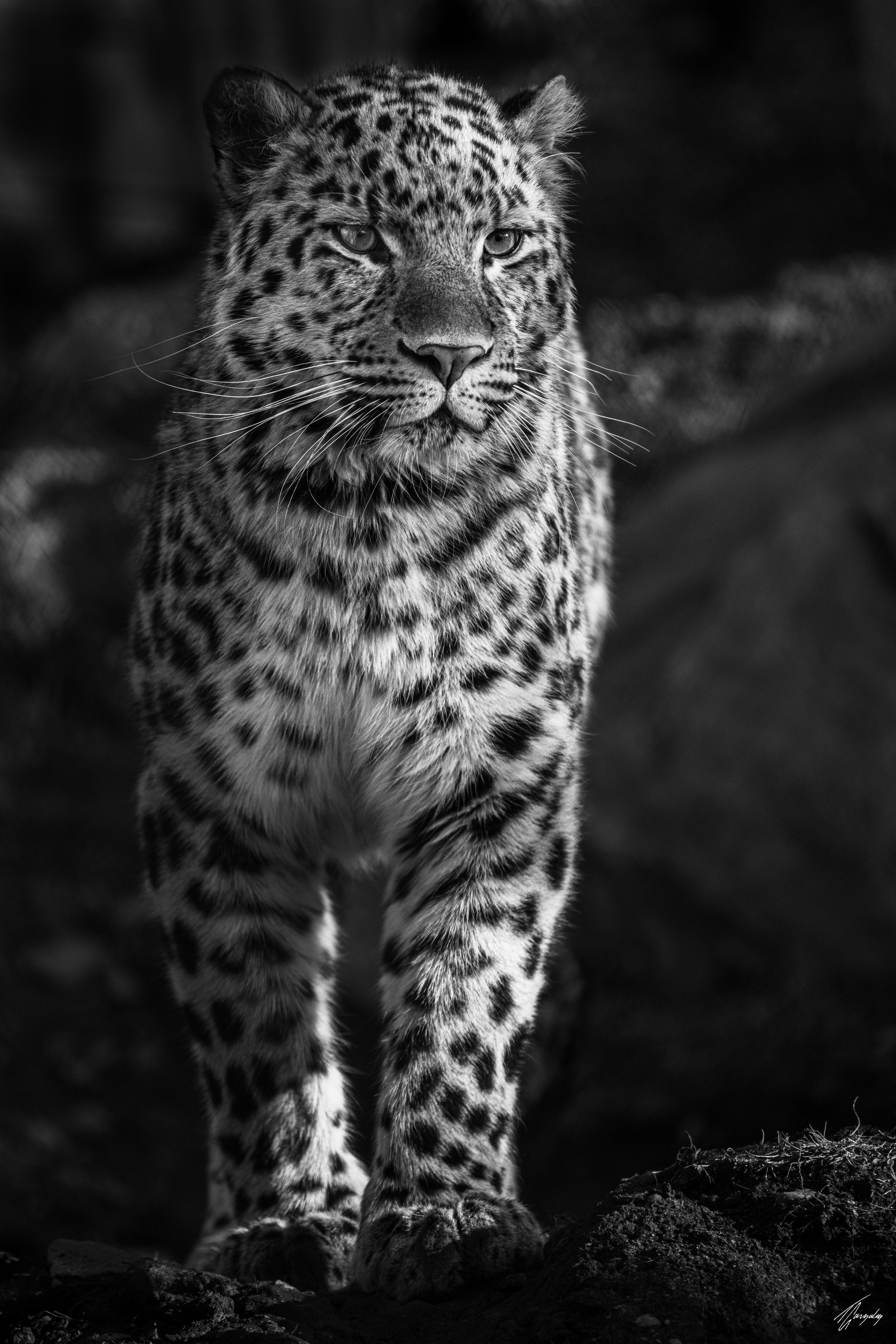 Proud Hunter