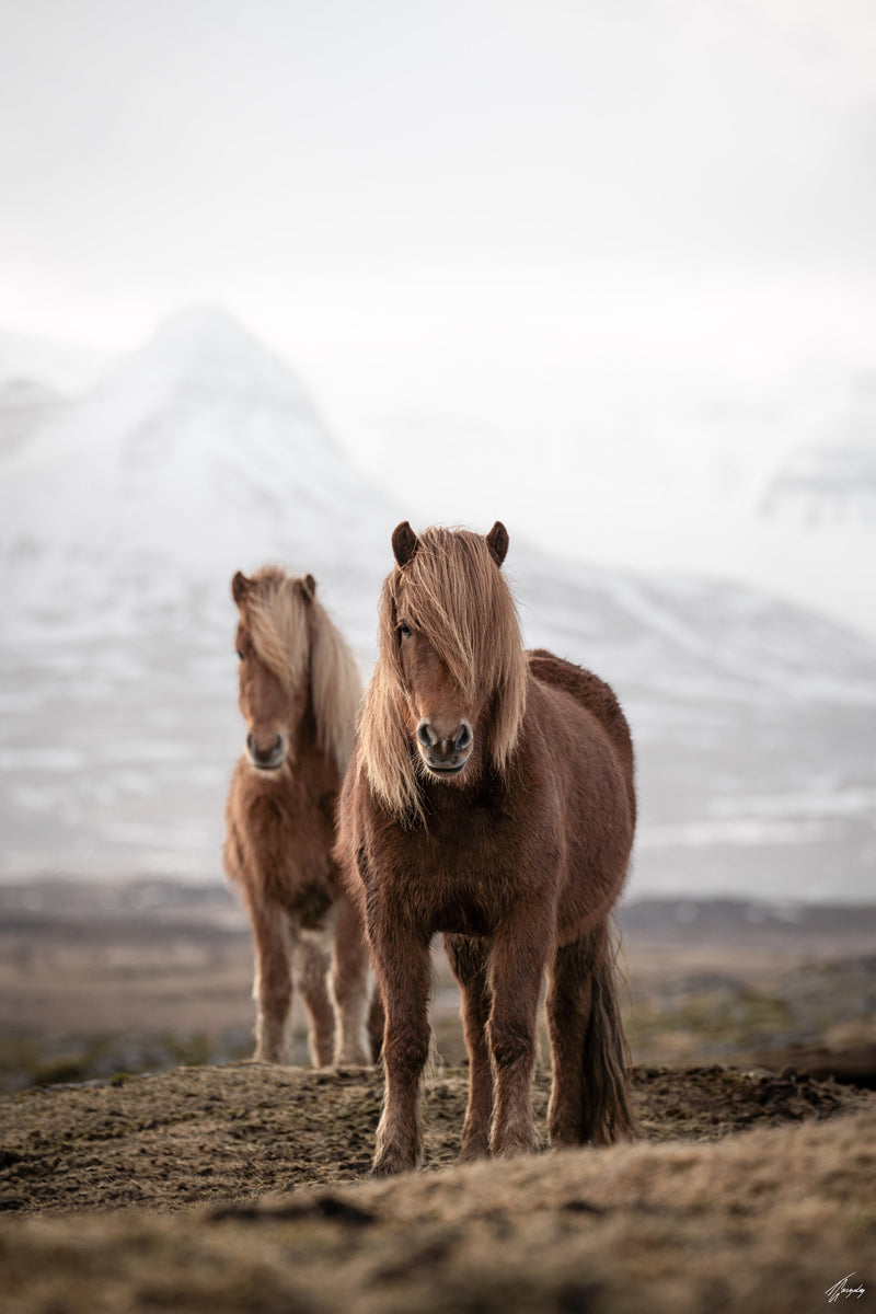 Icelandic Horses Photography Print available on fine art paper or canvas