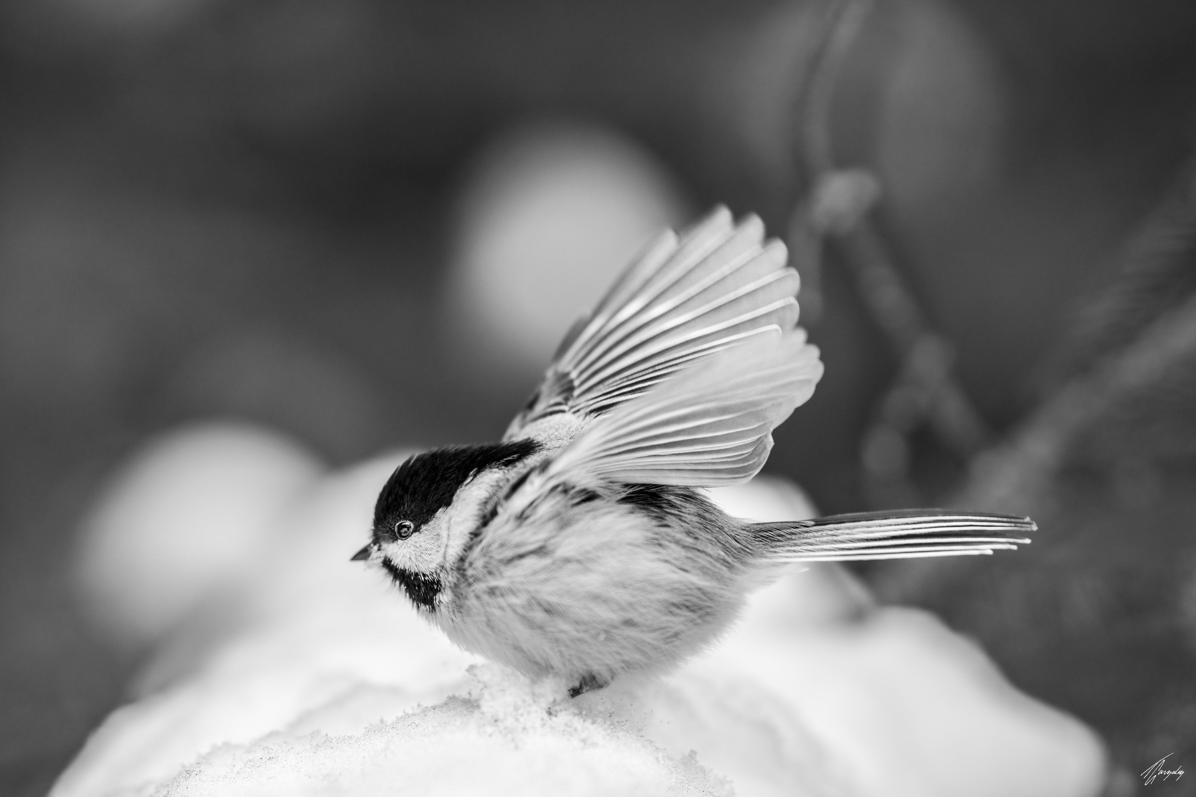 Snow Landing