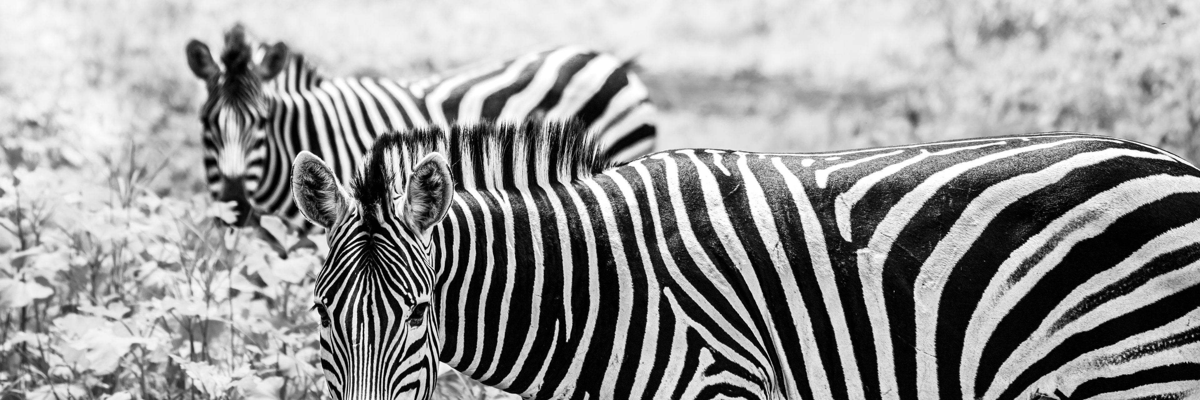 Striped Accomplices